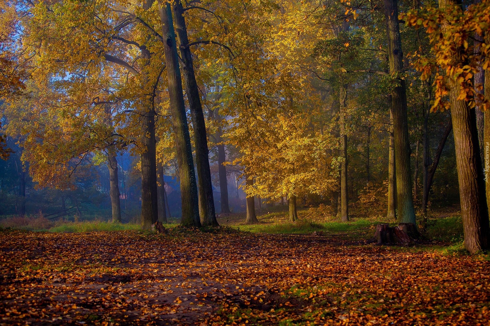 Jesień, Park, Drzewa, Opadłe, Liście