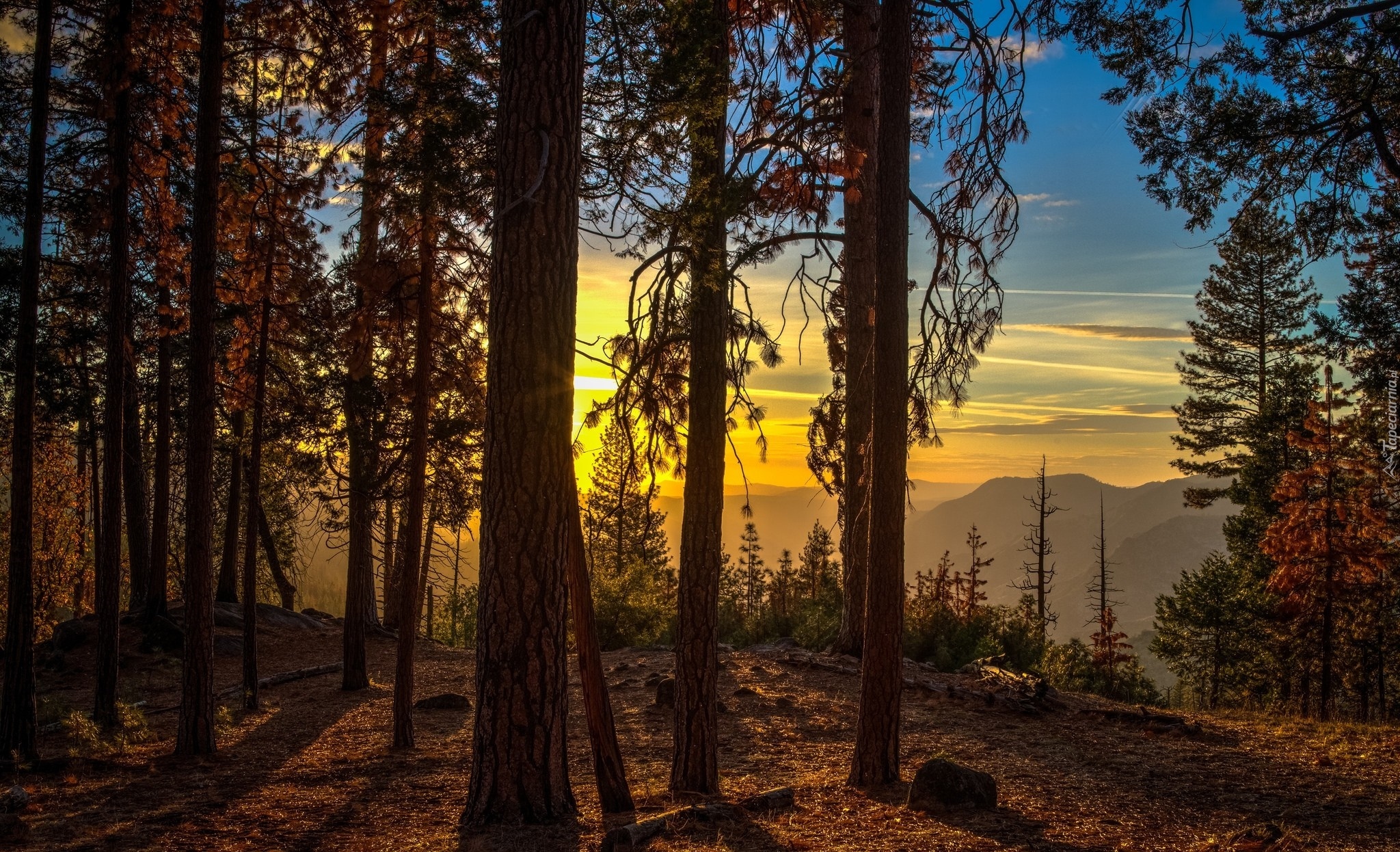 Stany Zjednoczone, Stan Kalifornia, Park Narodowy Yosemite, Drzewa, Las, Wschód słońca, Góry