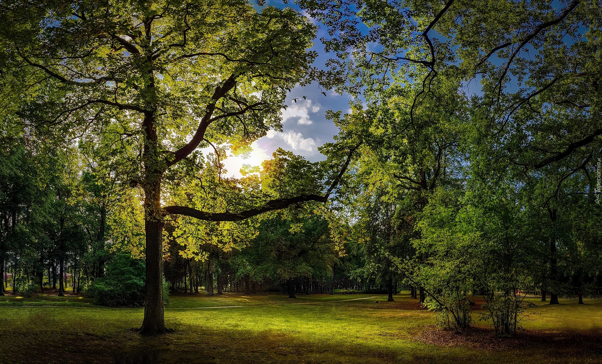 Park, Drzewa, Krzewy