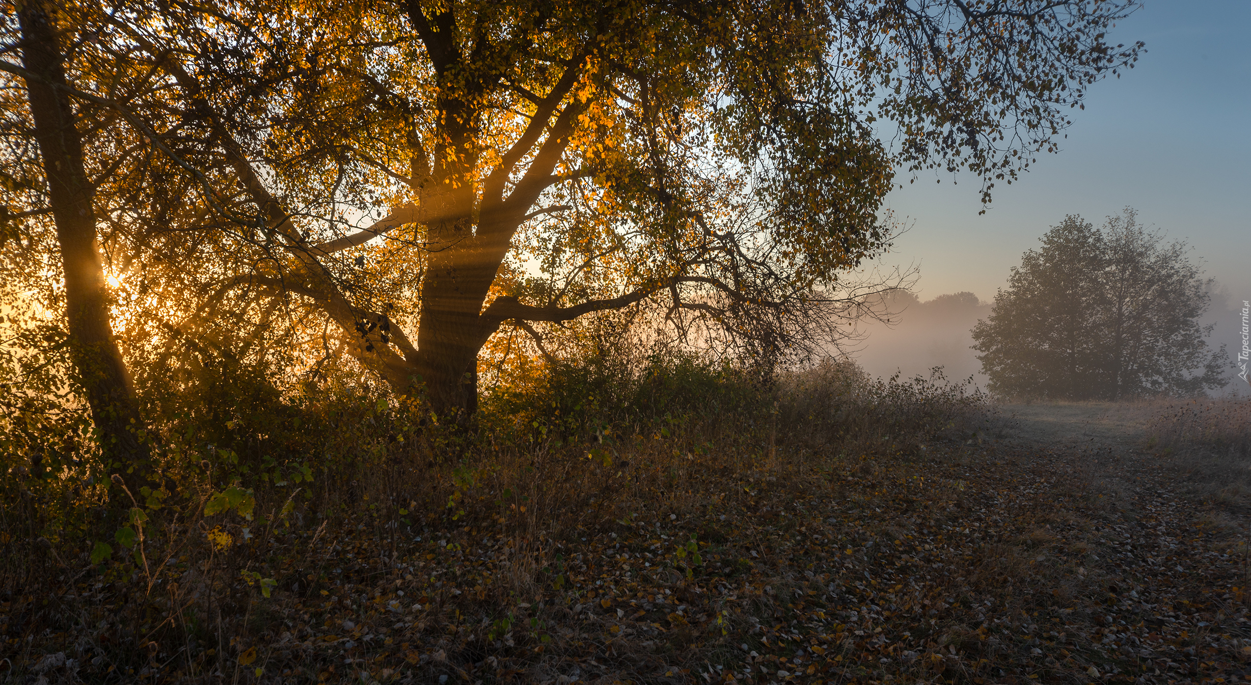 Jesień, Drzewo, Przebijające światło, Mgła, Poranek, Liście