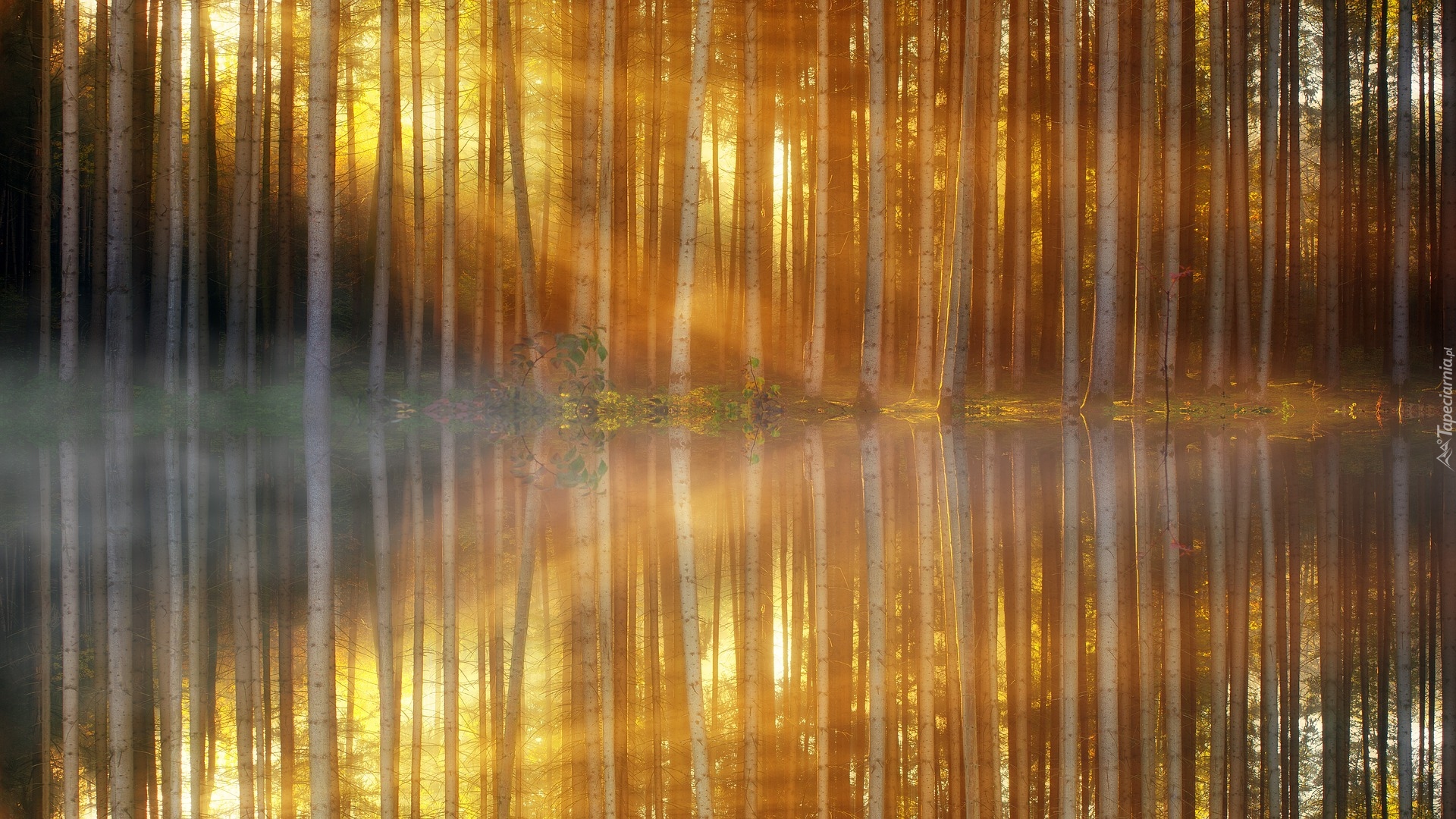 Las, Drzewa, Rzeka, Odbicie, Przebijające światło, Mgła