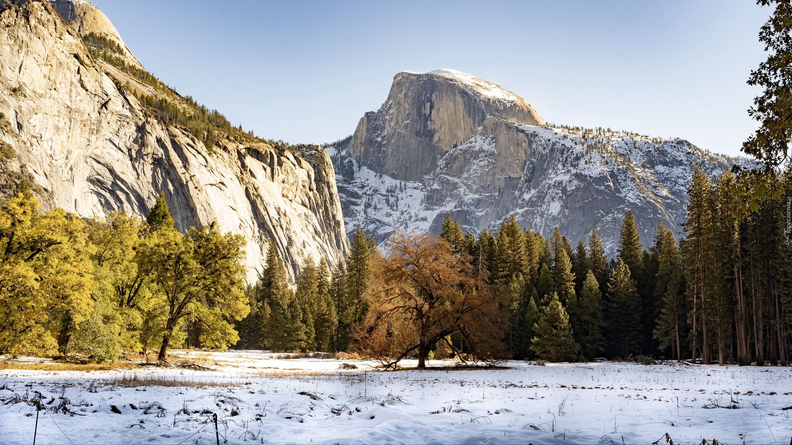 Drzewa, Góry, Śnieg, Zima, Park Narodowy Yosemite, Szczyt, Half Dome, Kalifornia, Stany Zjednoczone
