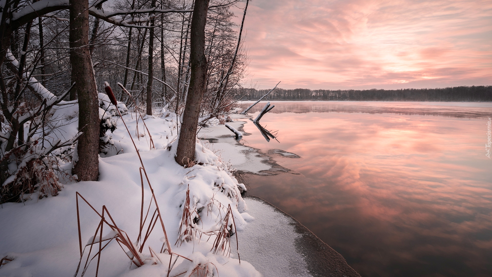 Zima, Las, Drzewa, Brzeg, Śnieg, Jezioro