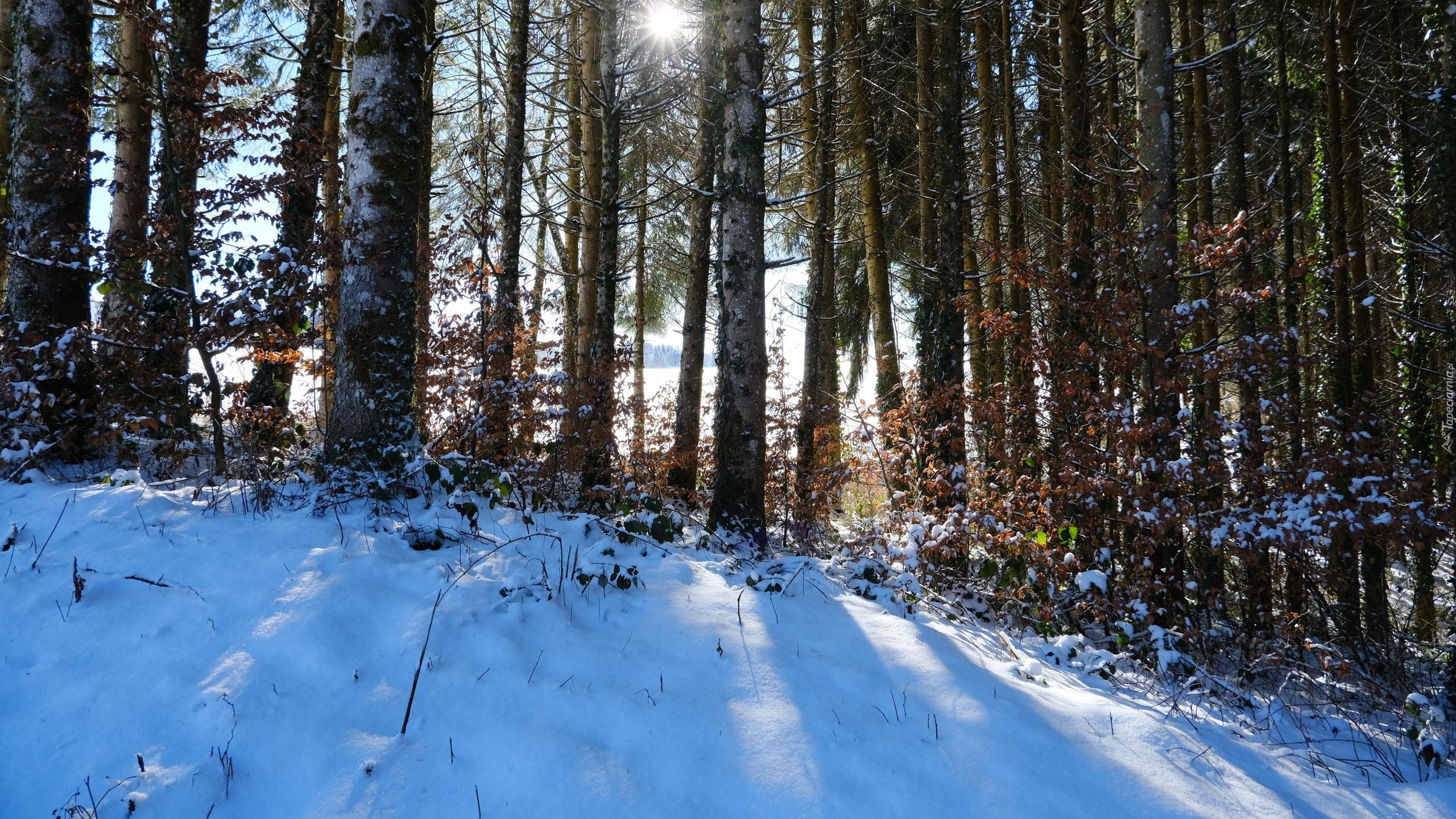 Las, Drzewa, Śnieg, Zima, Słońce