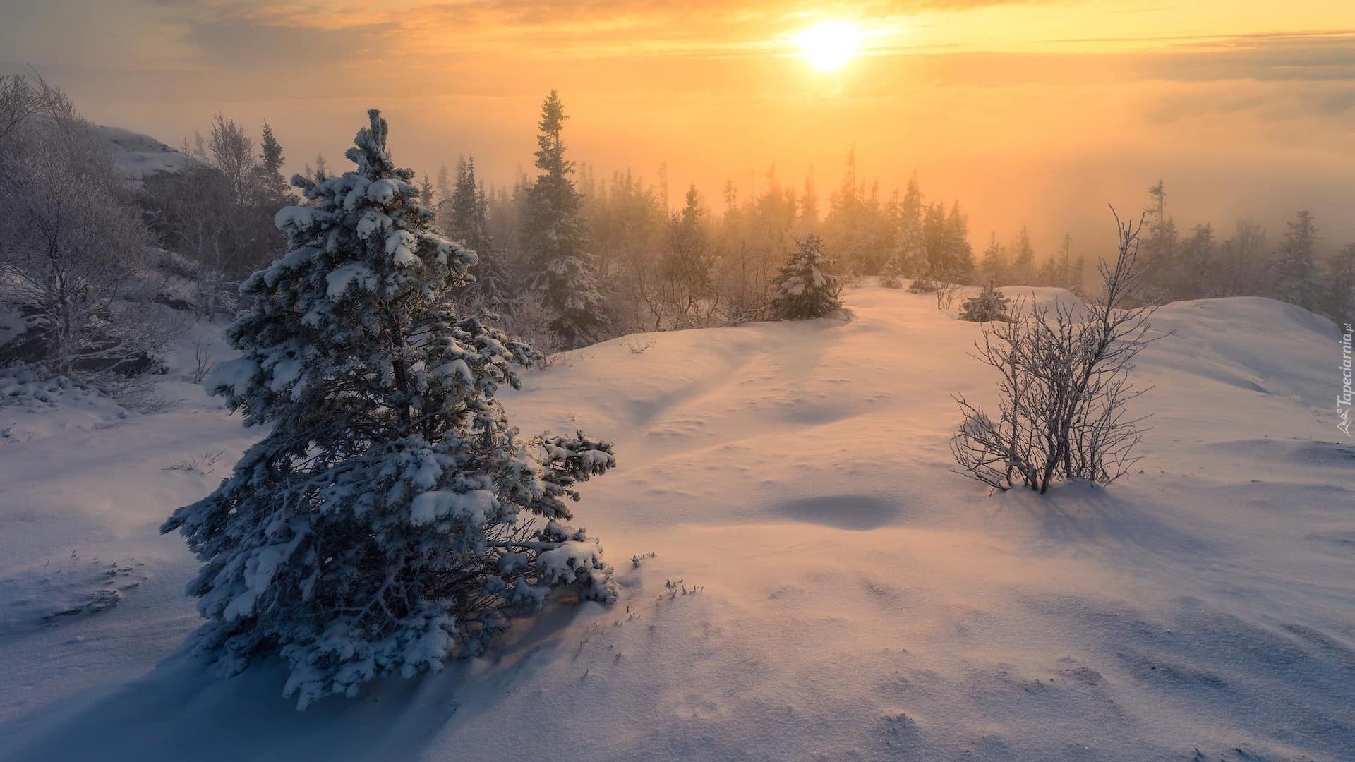 Norwegia, Trondheim, Zima, Śnieg, Drzewa, Krzewy, Zachód słońca