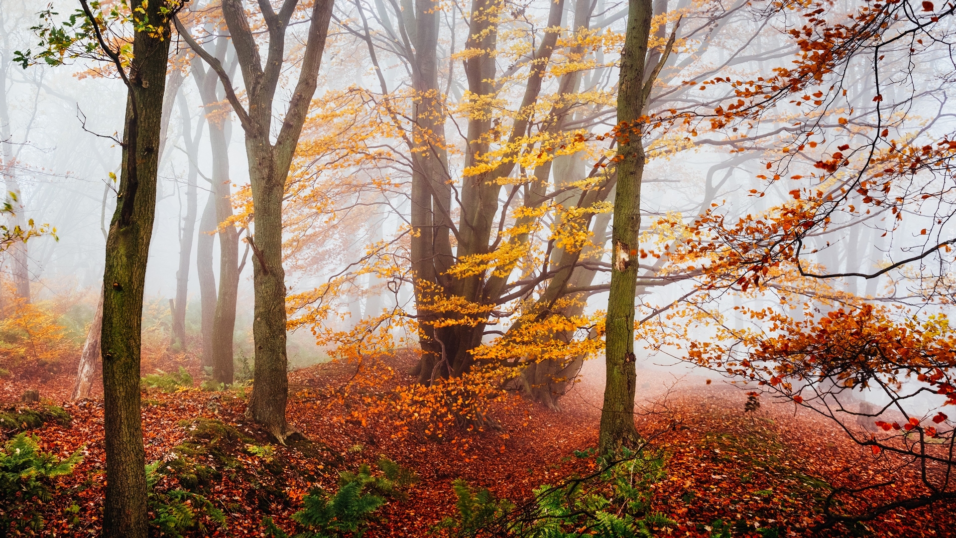 Las, Mgła, Drzewa, Roślinność, Jesień