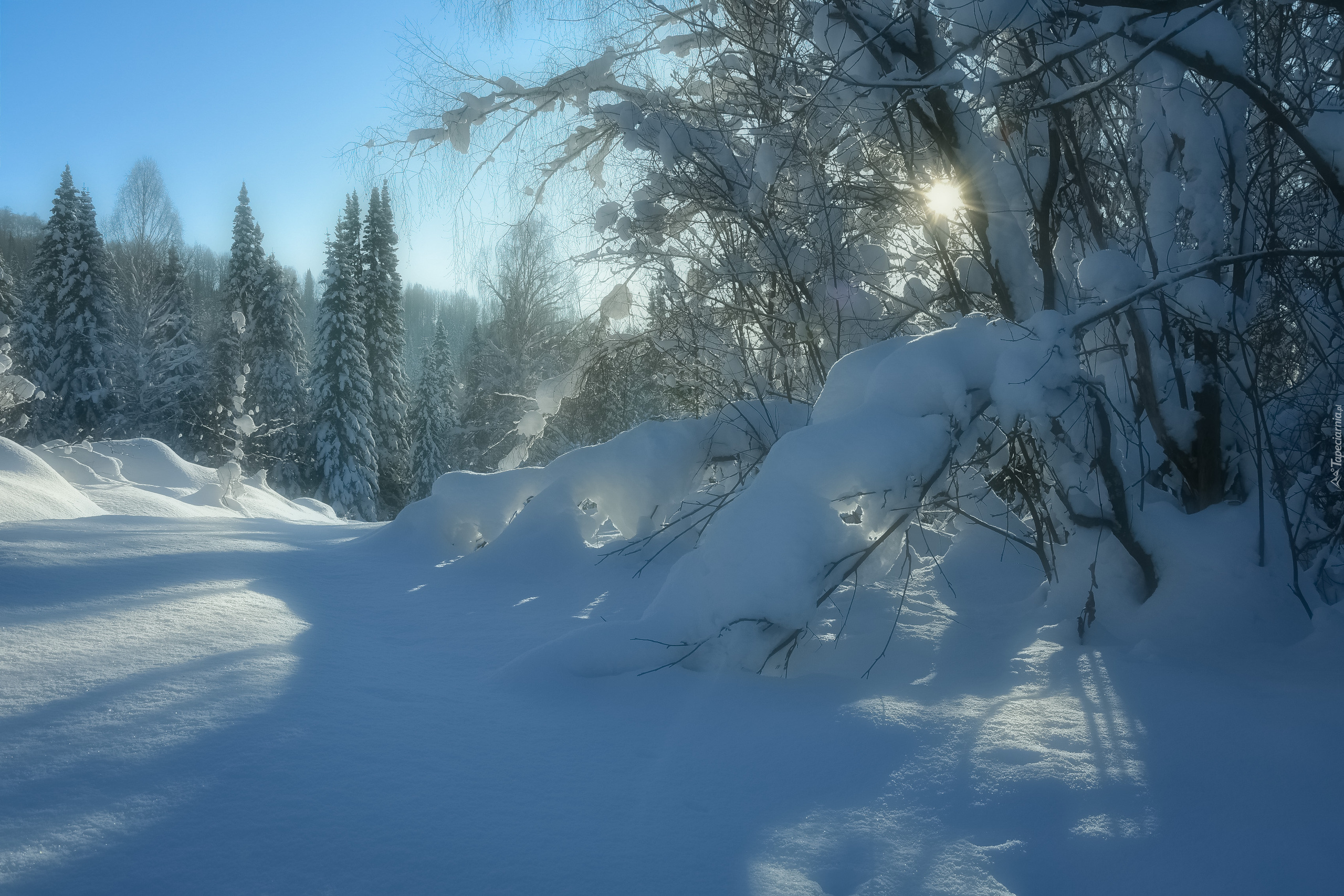 Zima, Śnieg, Słońce, Blask, Drzewa, Krzewy