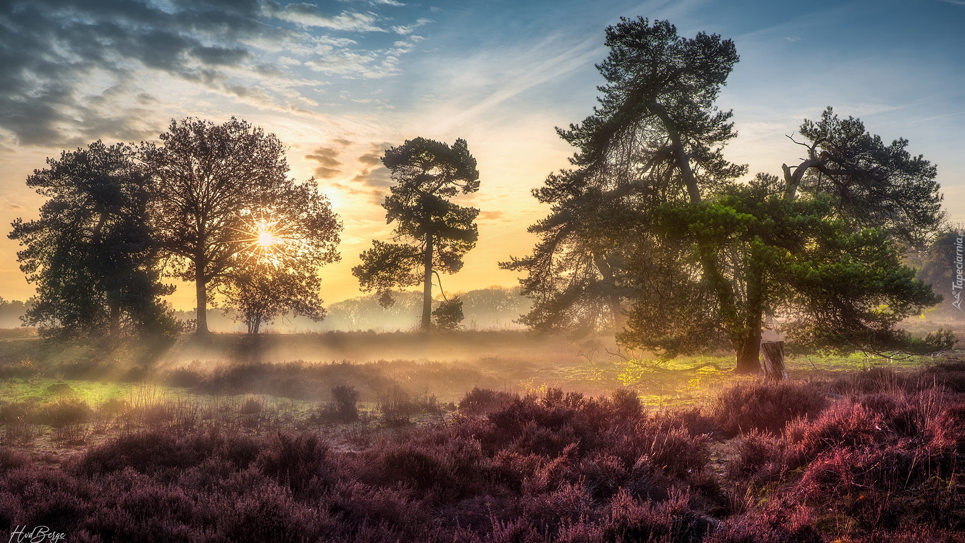 Wrzosowisko, Drzewa, Wschód słońca, Mgła, Strijbeekse heide, Brabancja, Holandia