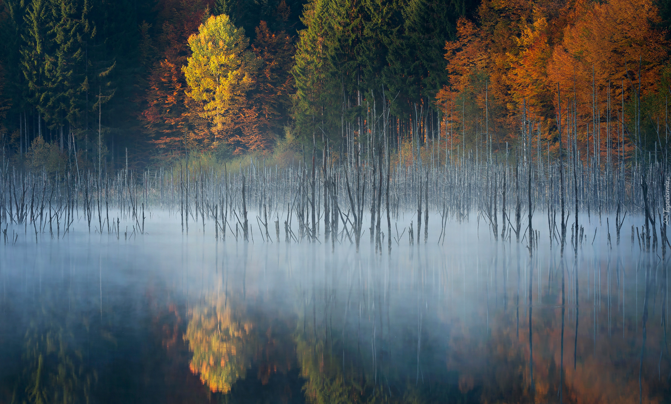 Jesień, Las, Drzewa, Mgła, Jezioro Lacul Cuejdel, Miejscowość 
Garcina, Okręg Neamt, Rumunia