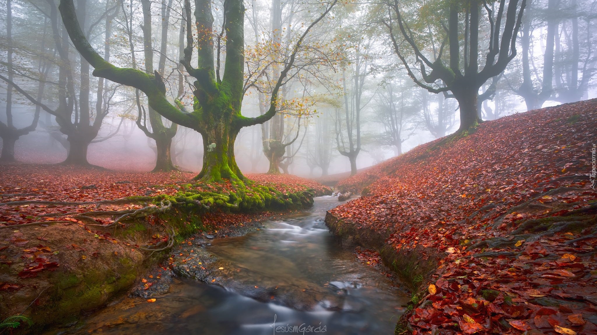 Hiszpania, Kraj Basków, Park Narodowy Gorbea, Mgła, Opadłe, Liście, Las, Drzewa, Rzeczka, Strumyk, Jesień