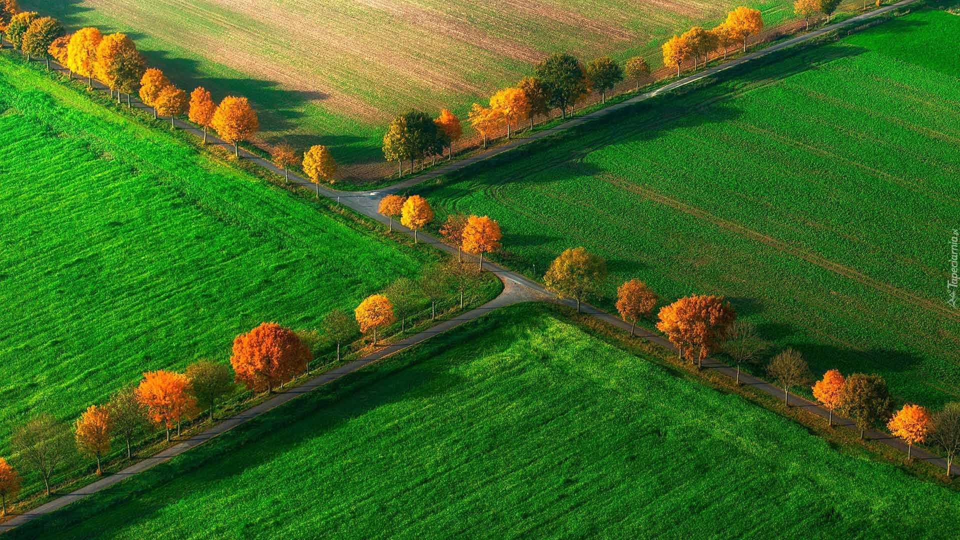 Pola, Drogi, Drzewa, Jesień