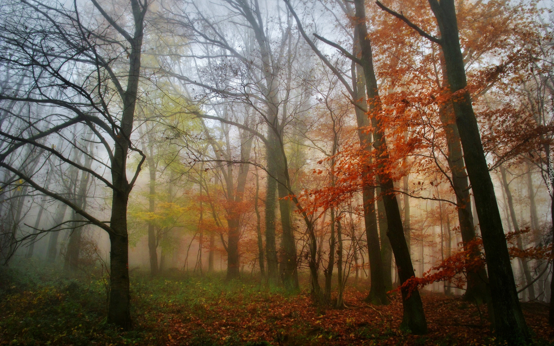 Jesień, Las, Drzewa, Kolorowe, Liście, Mgła, Poranek