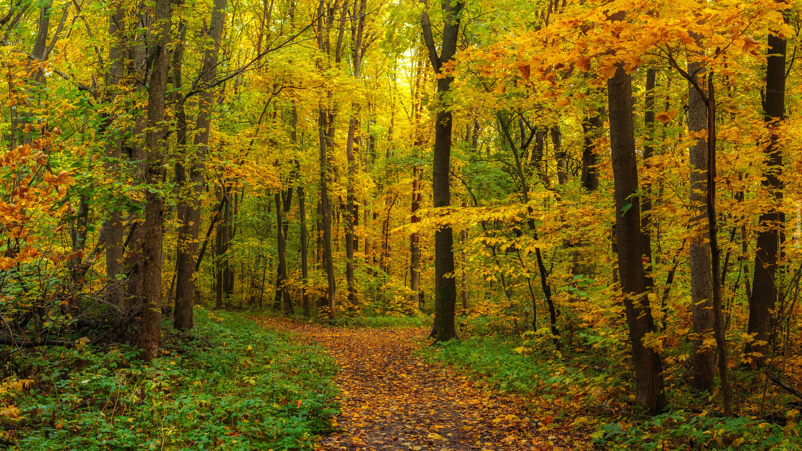 Las, Pożółkłe, Drzewa, Ścieżka, Jesień