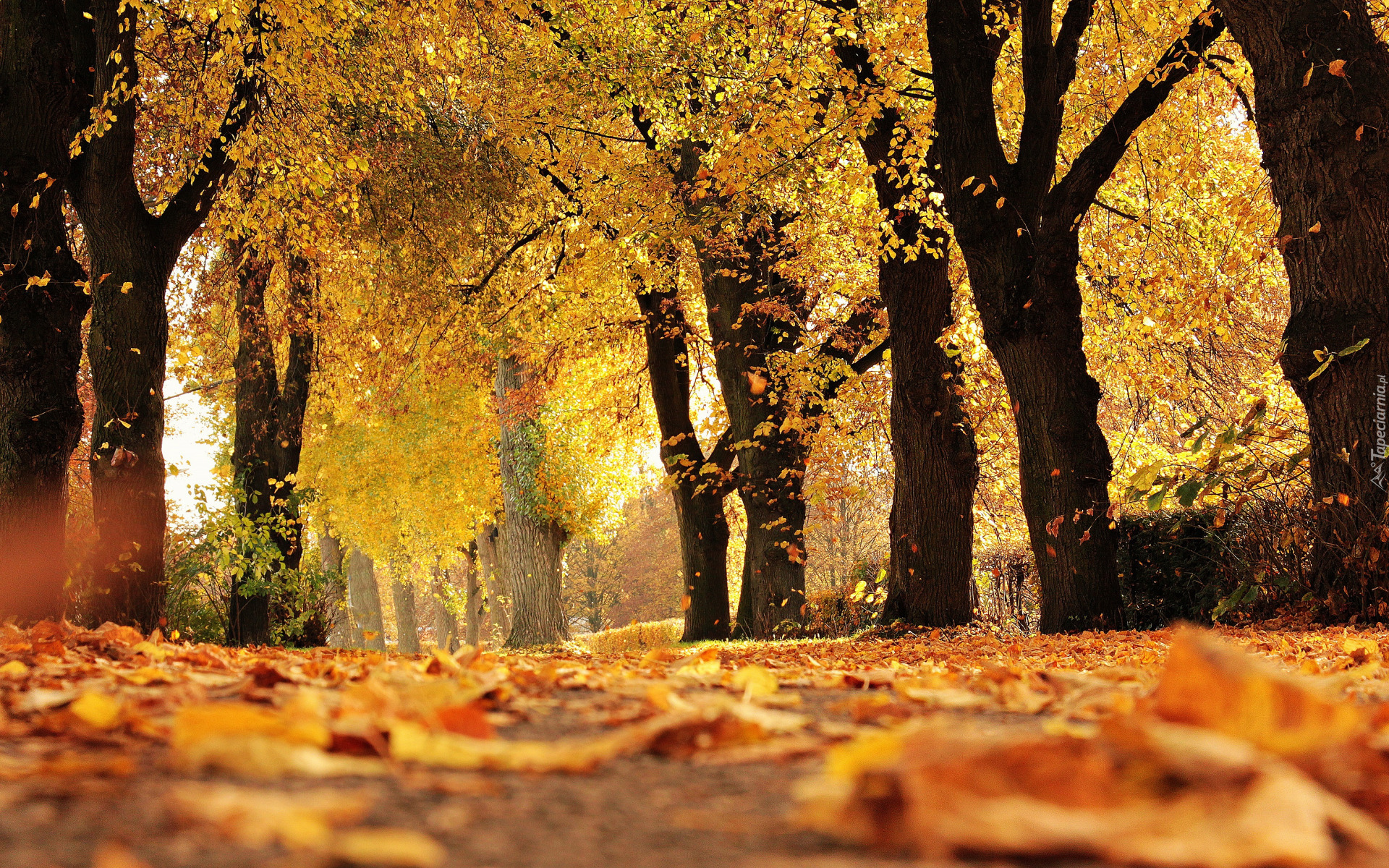 Jesień, Drzewa, Park, Alejka, Pożółkłe, Liście