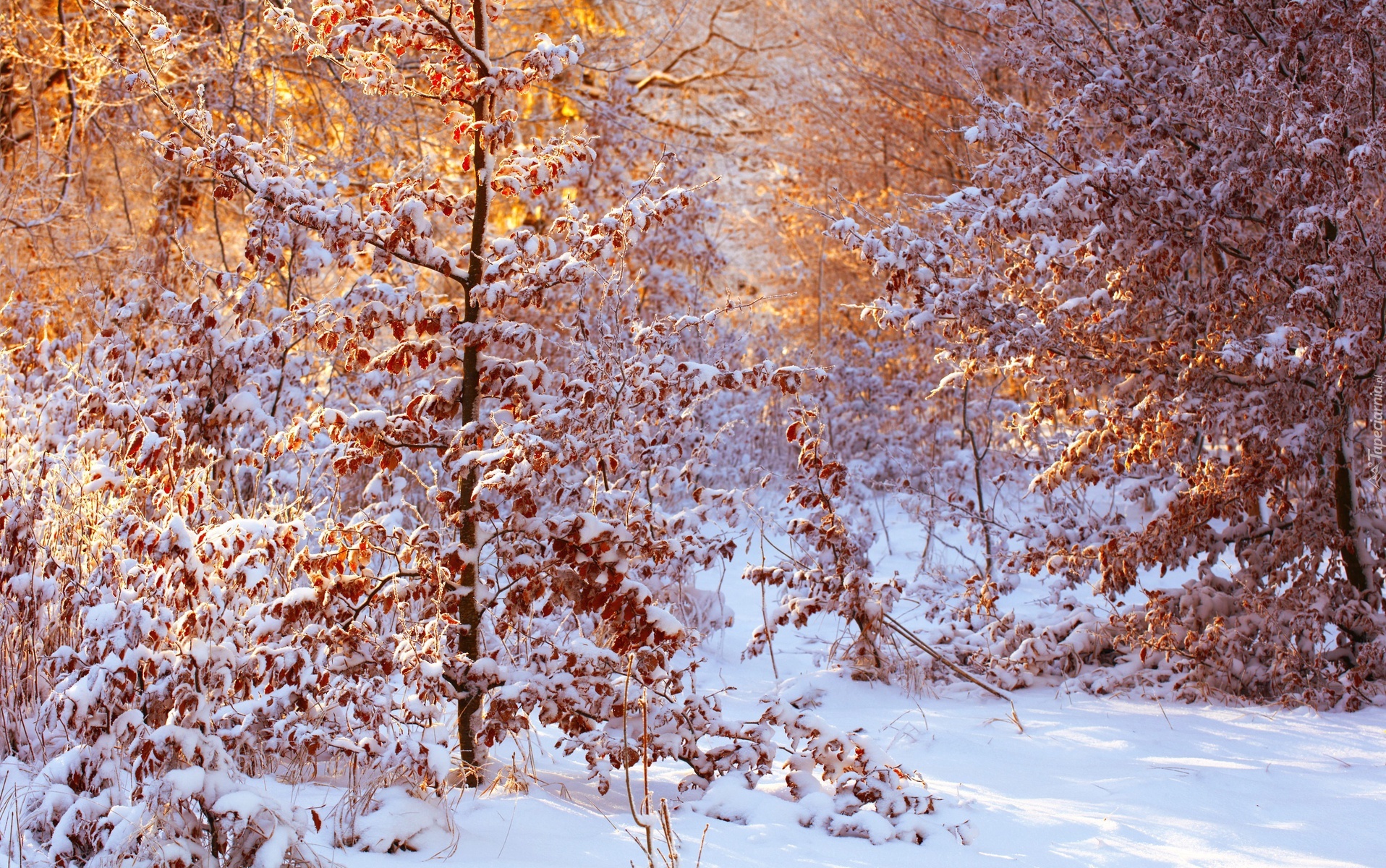 Zima, Drzewa, Liście, Śnieg