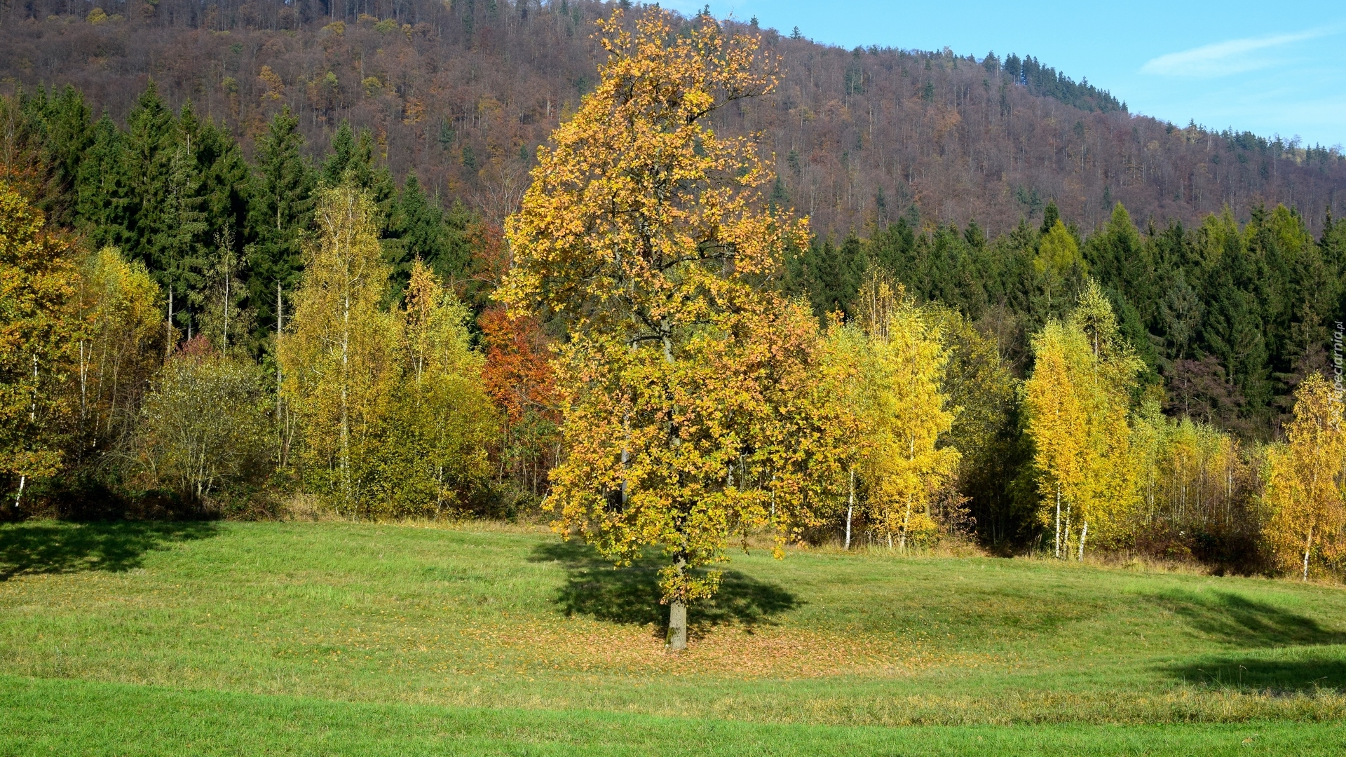 Las, Drzewa, Wzgórza, Łąka