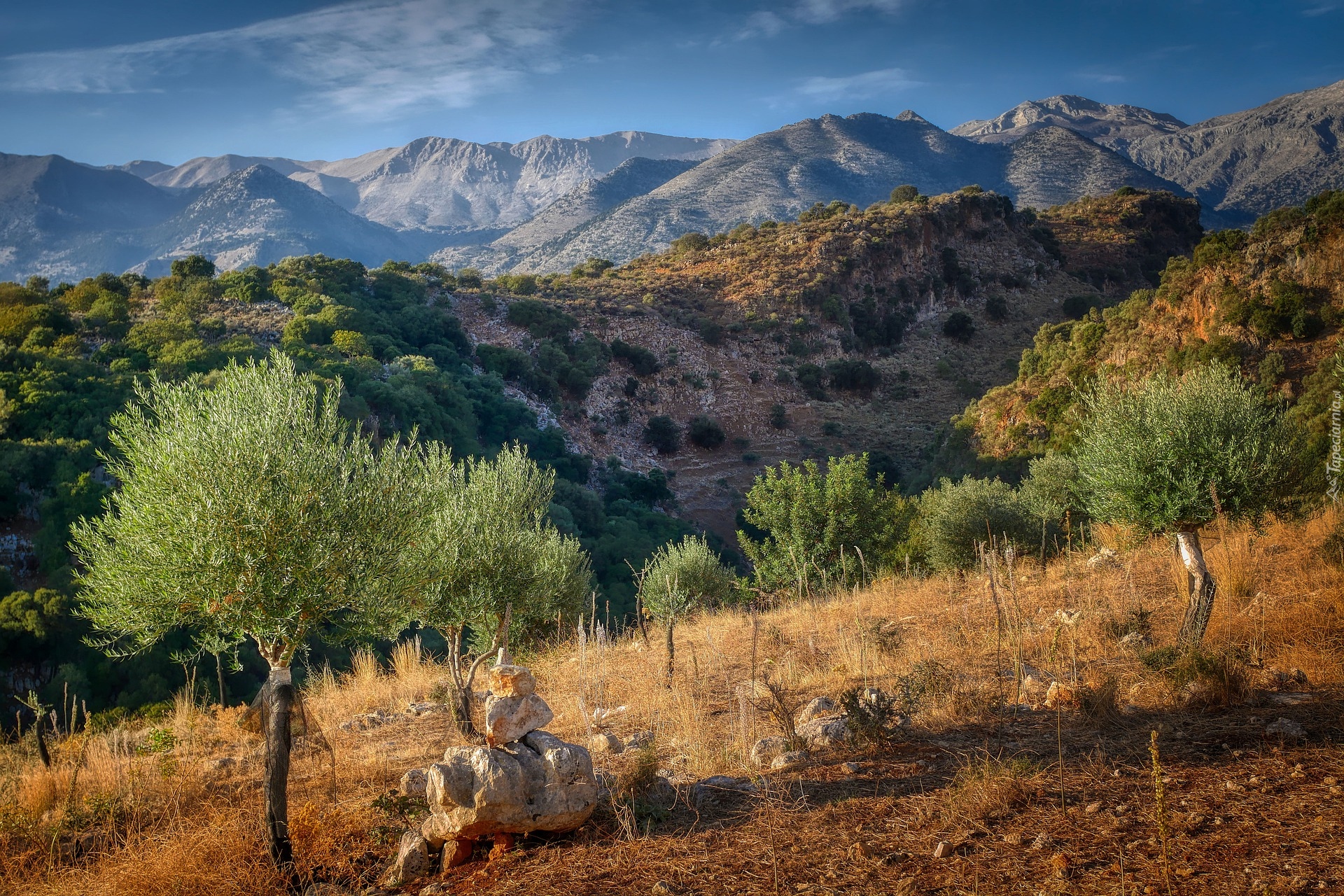 Drzewa oliwne, Góry, Kreta, Grecja