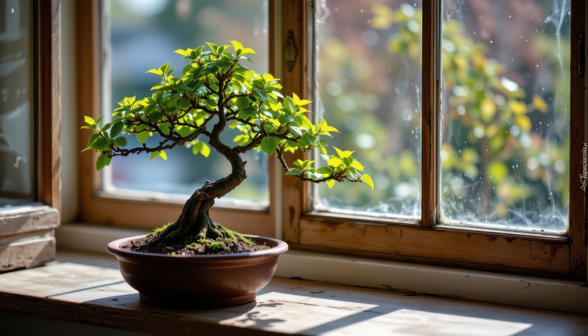 Drzewko, Bonsai, Parapet, Okno