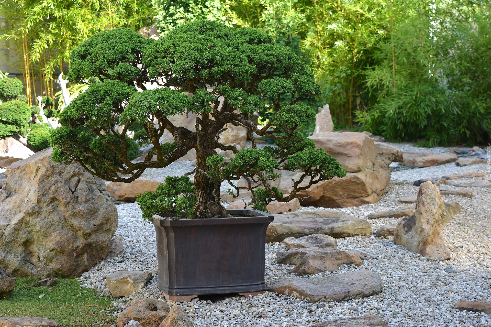 Drzewko, Bonsai, Gałązki, Donica, Kamienie