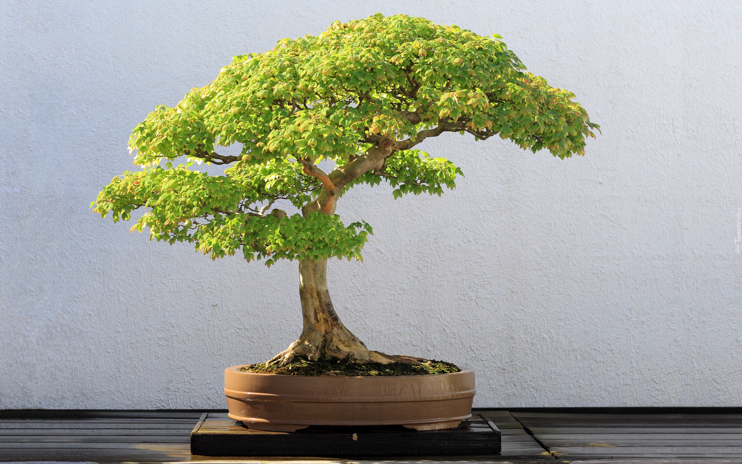 Zielone, Drzewko, Bonsai