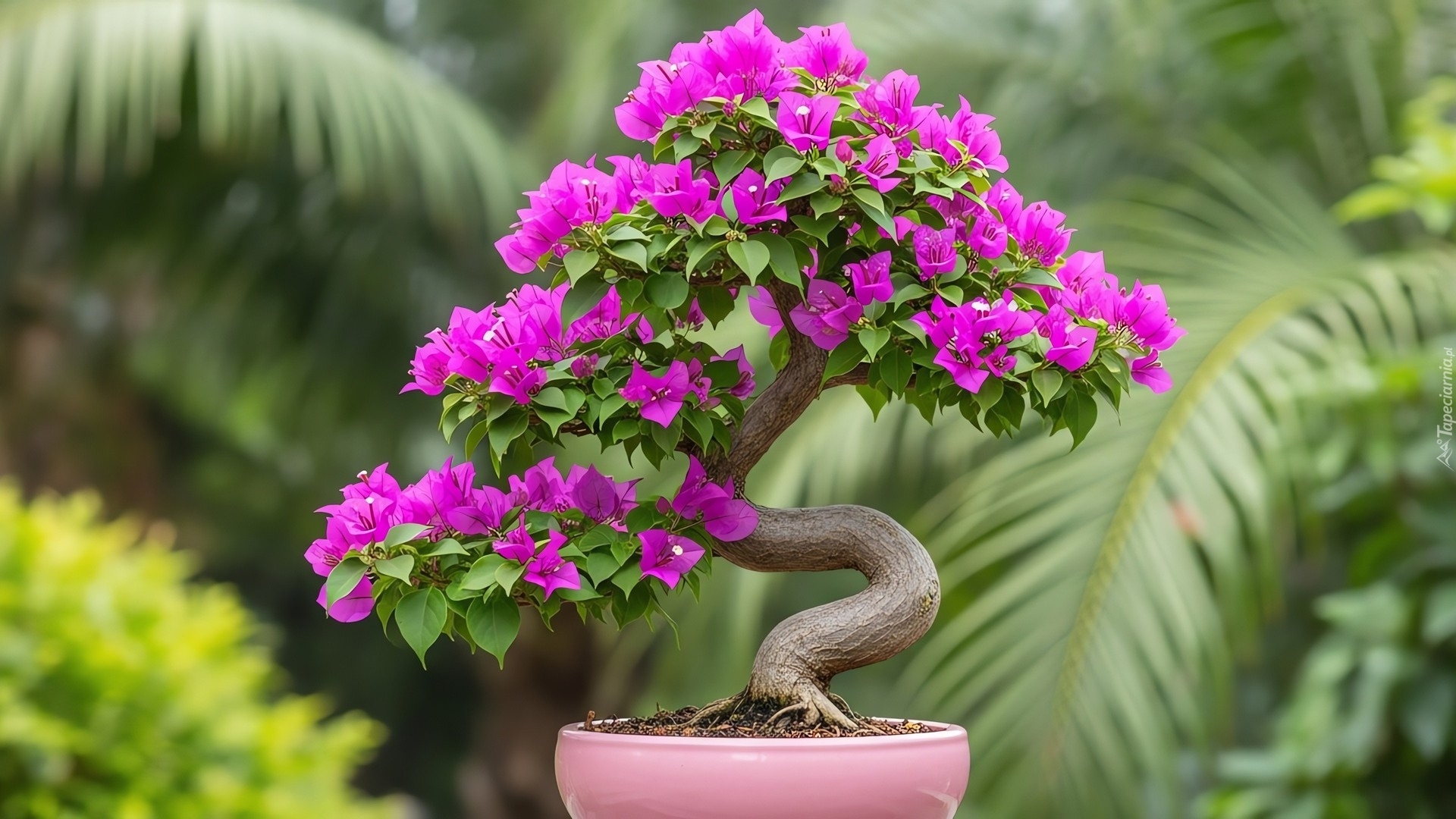 Drzewko bonsai, Purpurowe, Kwiaty, Donica