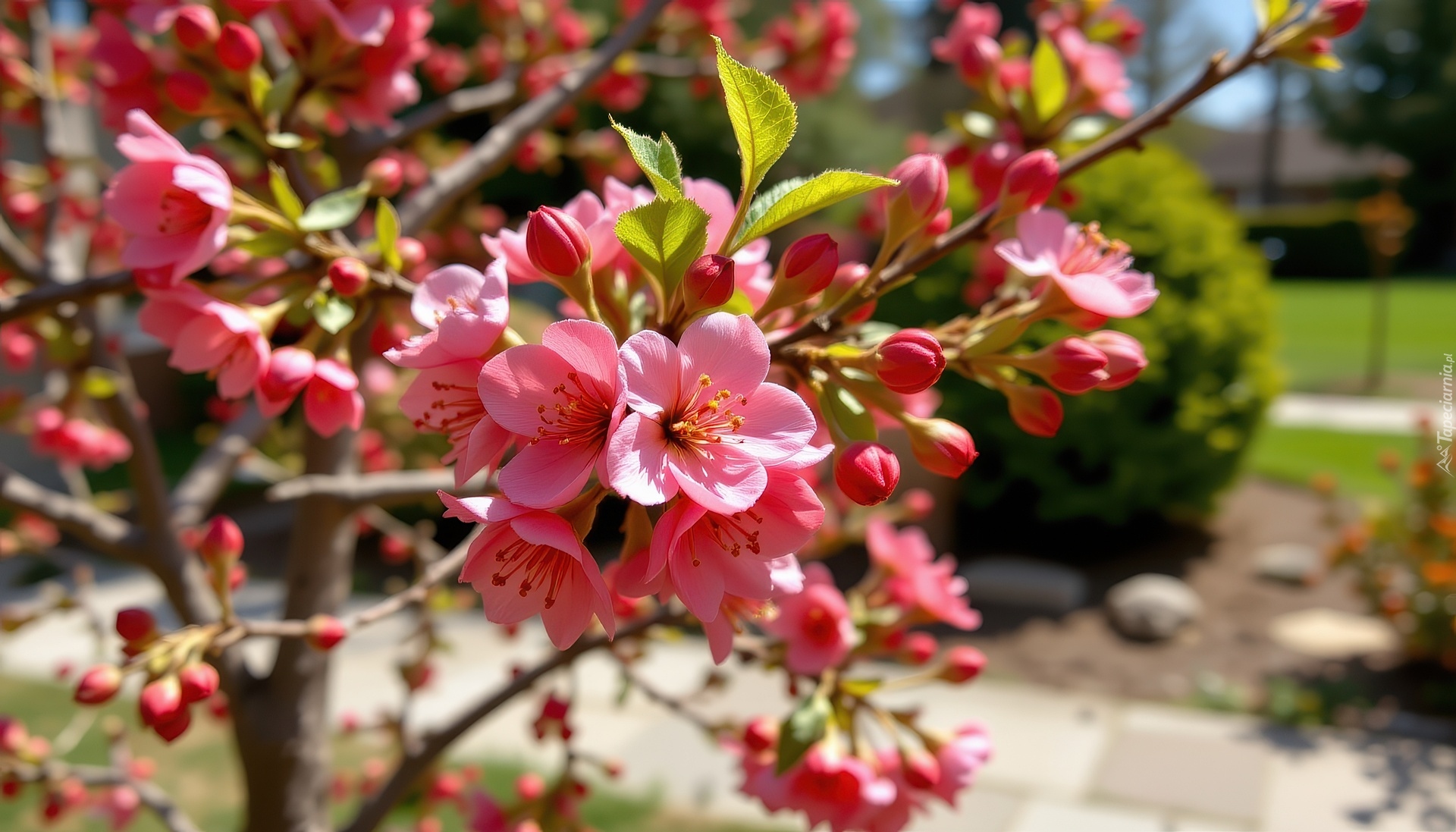 Kwiaty, Gałązka, Drzewo owocowe, Grafika AI