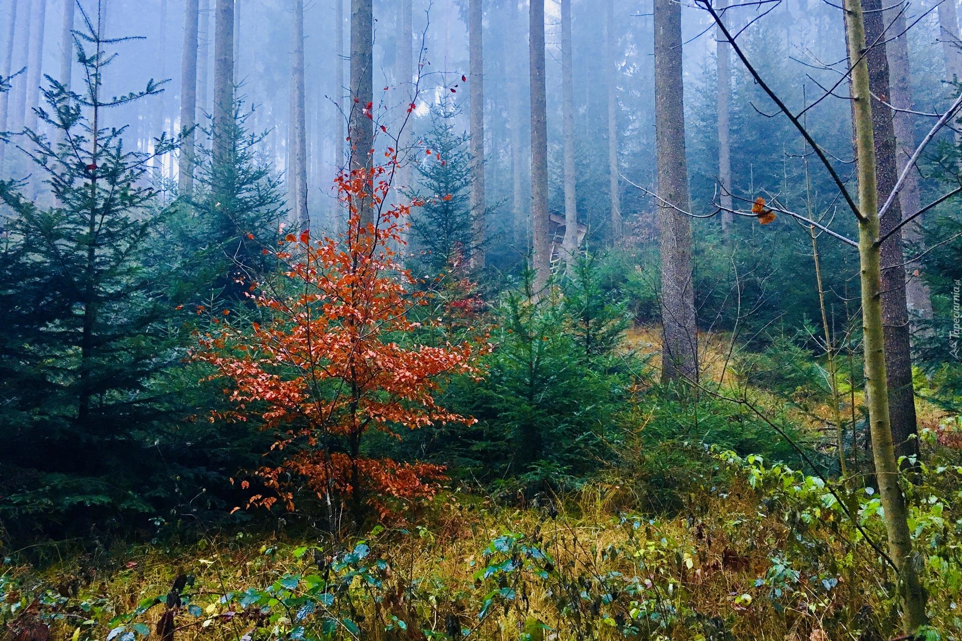 Las, Drzewa, Mgła, Brązowe, Liście