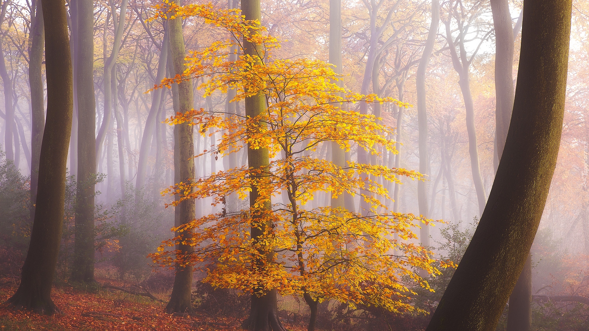 Las, Jesień, Mgła, Drzewo, Liście, Żółte