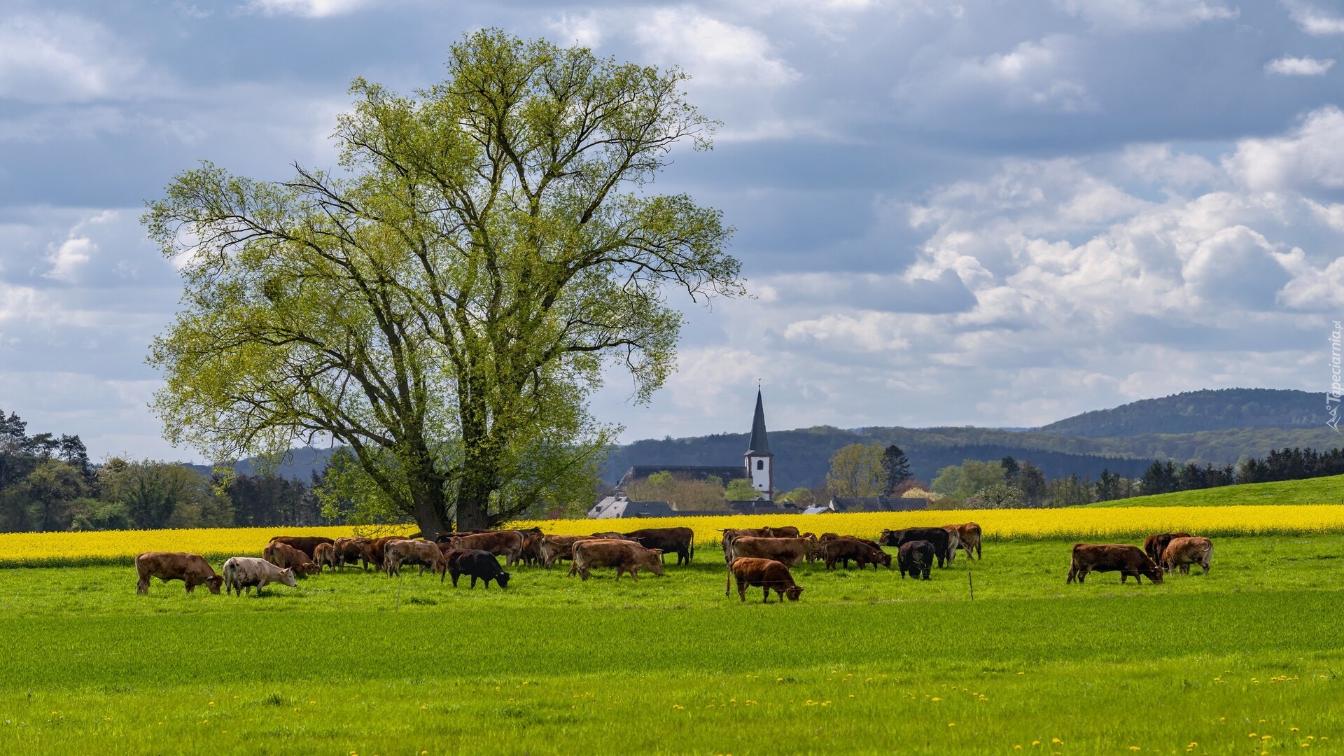 Drzewo, Łąka, Krowy, Kościół, Dolina Wittlicha, Niemcy