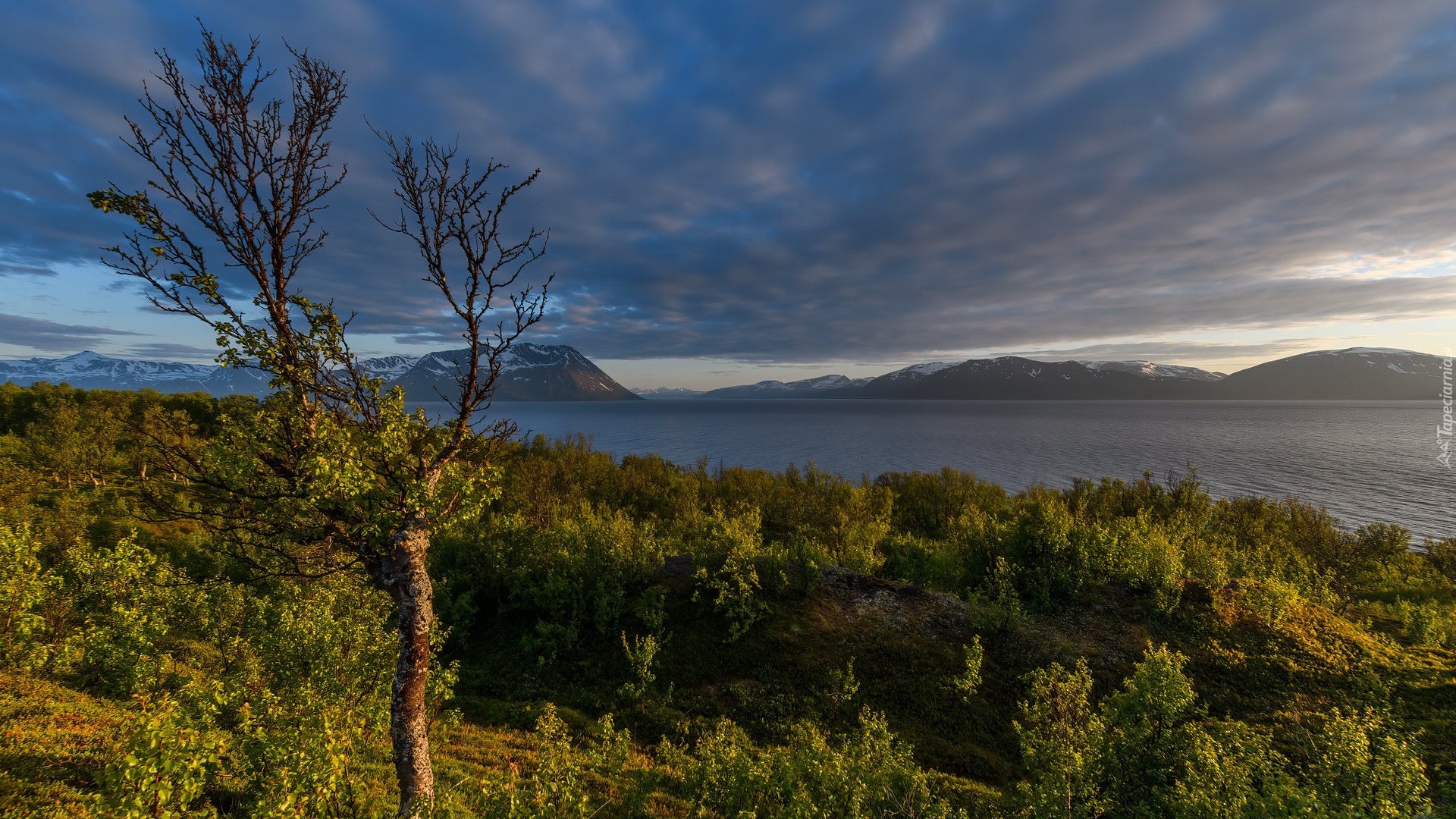 Góry, Fiord Lyngenfjorden, Drzewo, Krzewy, Norwegia