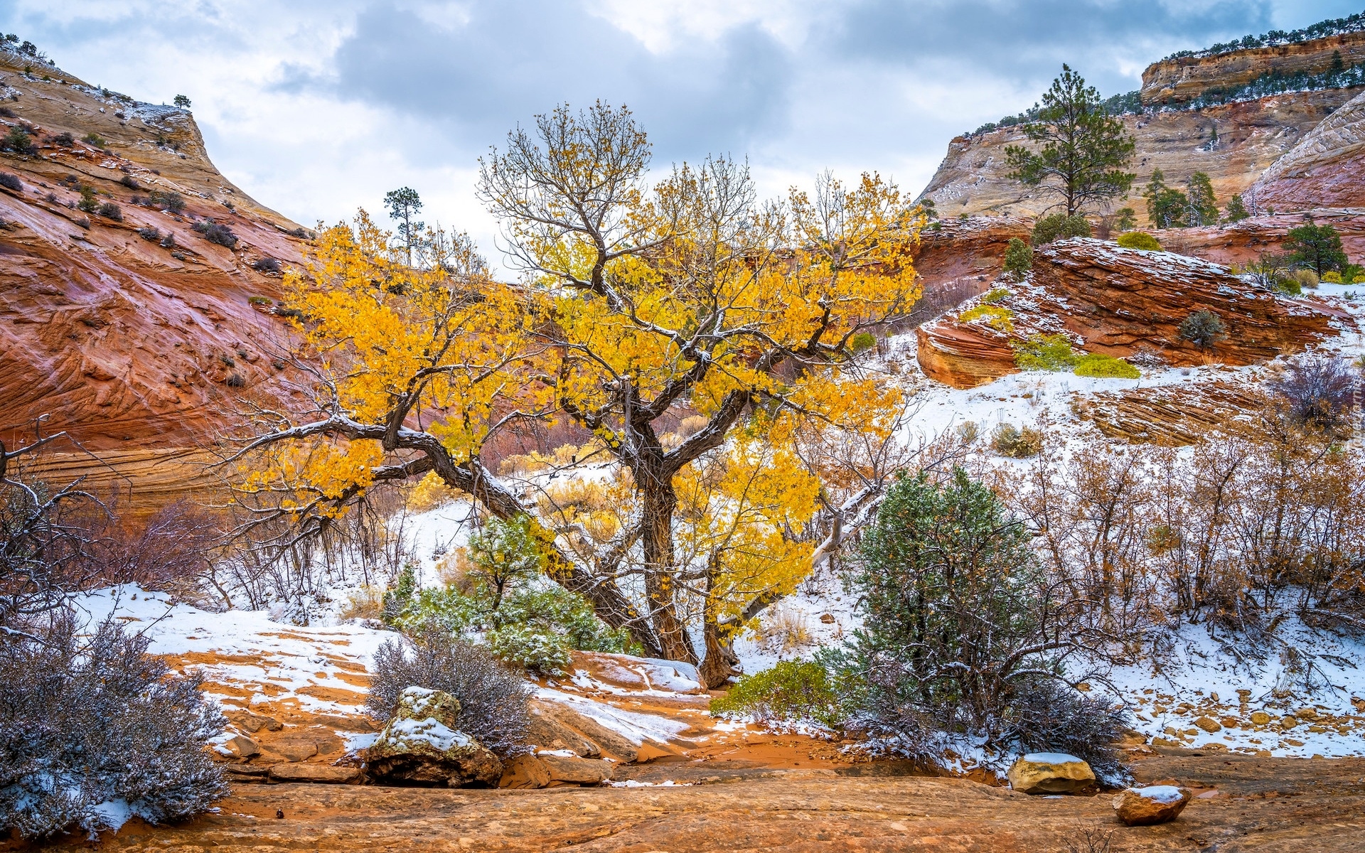 Park Narodowy Zion, Śnieg, Drzewo, Krzewy, Góry, Skały, Stan Utah, Stany Zjednoczone