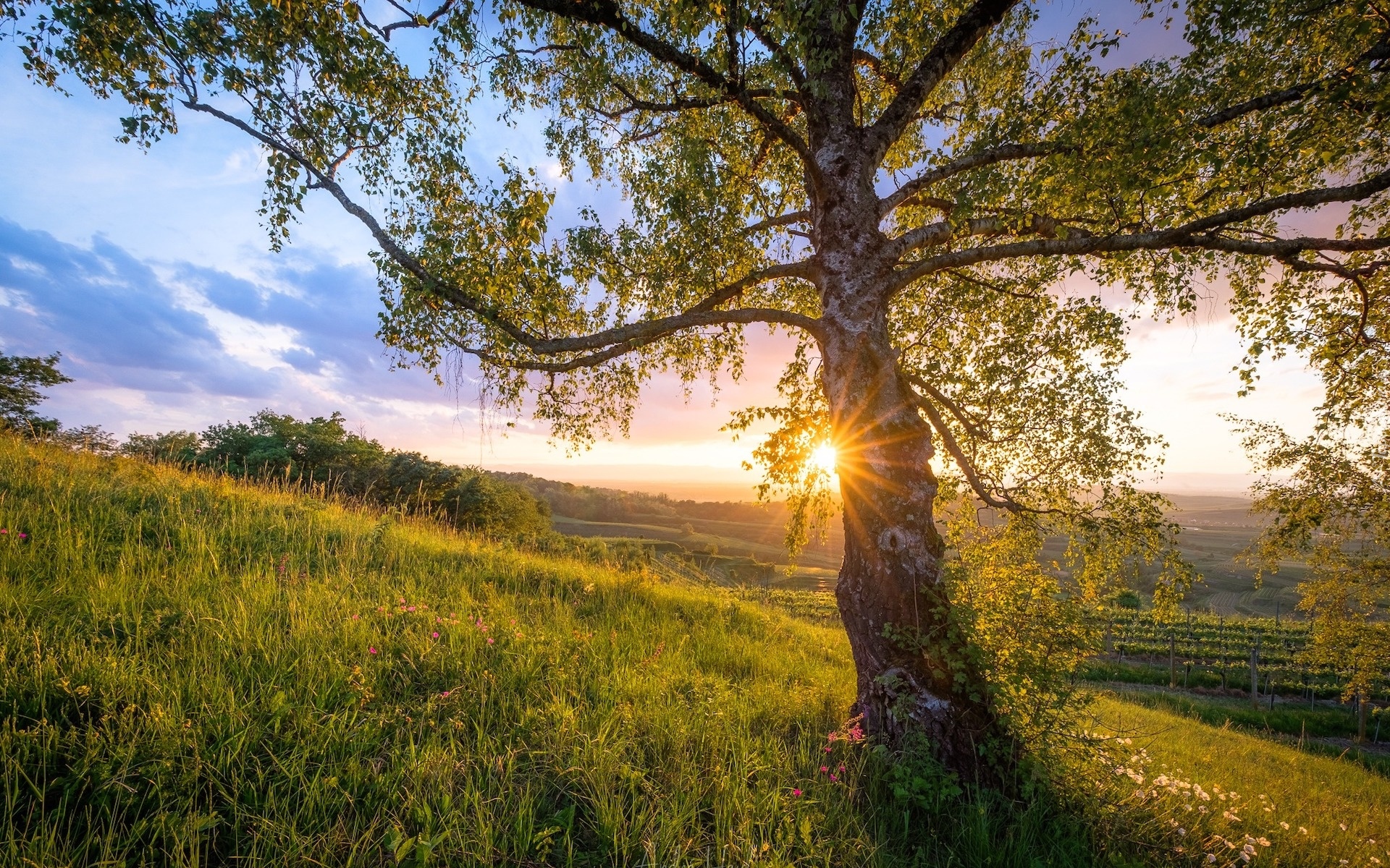 Niemcy, Kaiserstuhl, Wzgórze, Drzewo, Promienie słońca, Wiosna