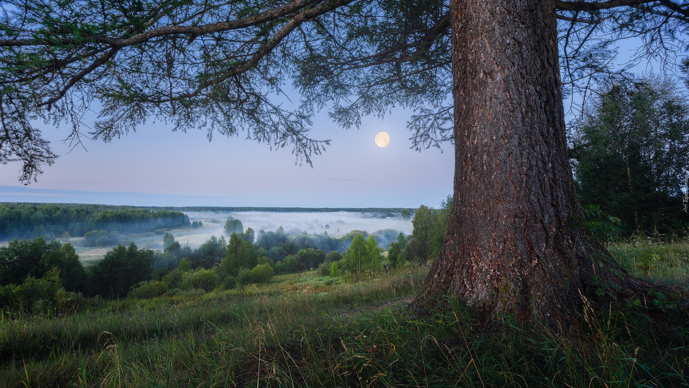 Drzewa, Krzewy, Rośliny, Trawa, Mgła