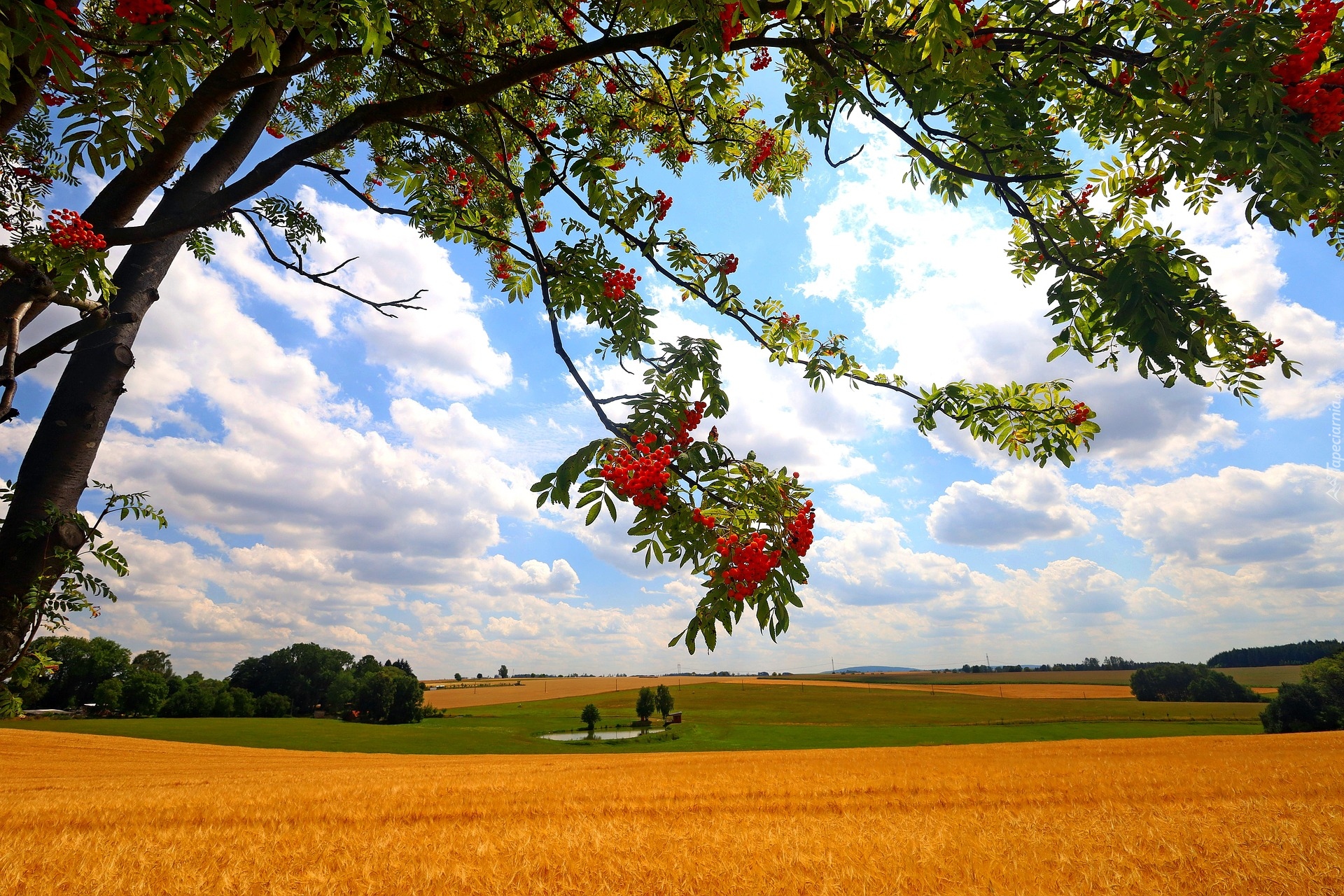 Drzewo, Jarzębina, Pole, Zboże