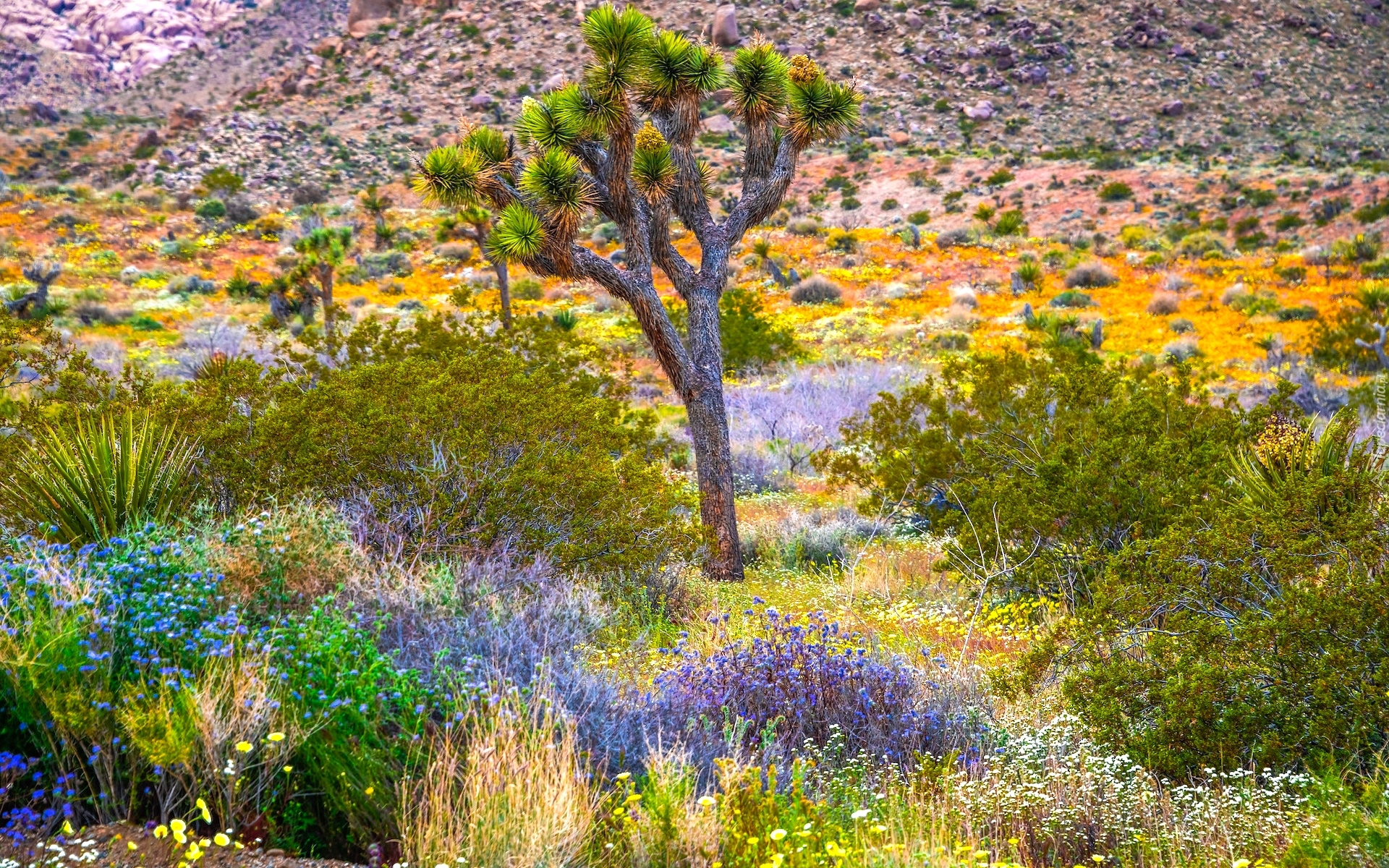 Park Narodowy Joshua Tree, Jukka krótkolistna, Drzewo Jozuego, Roślinność, Krzewy, Kwiaty, Kalifornia, Stany Zjednoczone