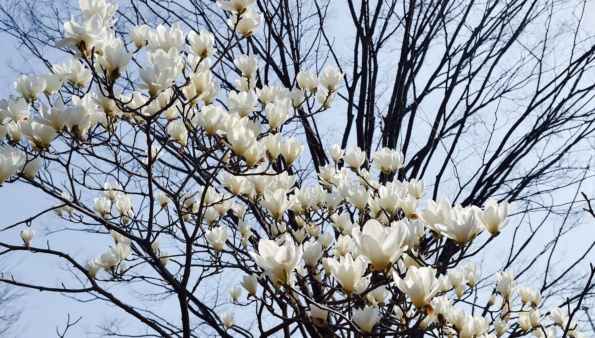 Gałązki, Kwiaty, Magnolie, Białe