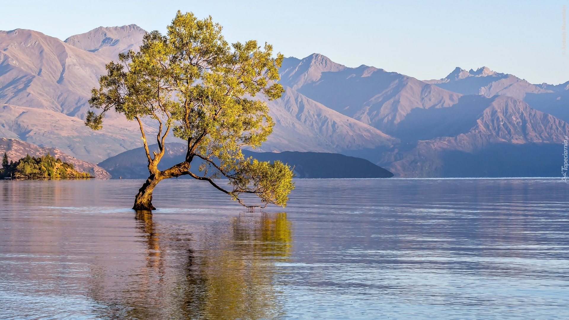 Nowa Zelandia, Jezioro Wanaka, Góry, Drzewo