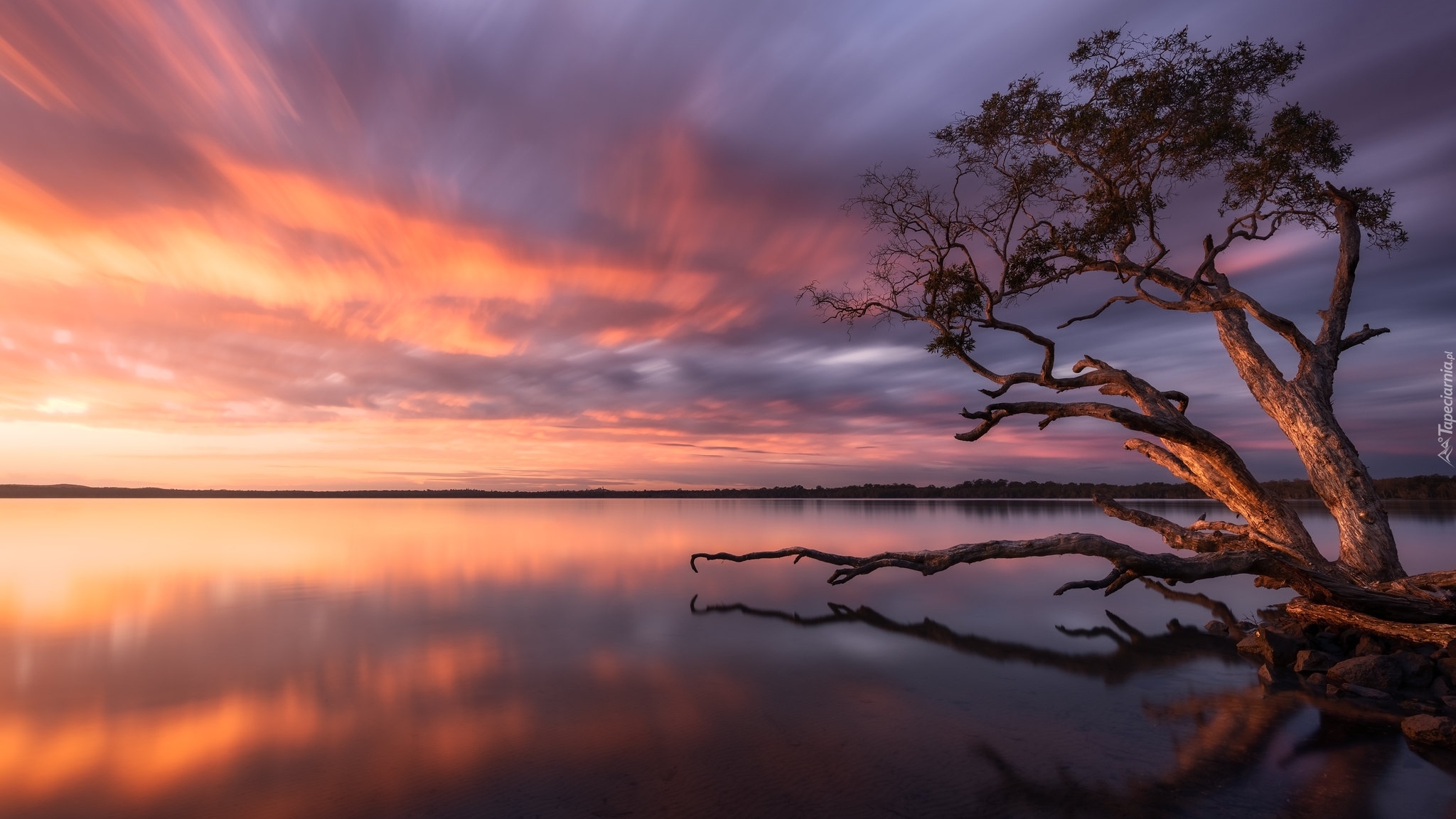 Wschód słońca, Jezioro, Weyba Lake, Drzewo, Queensland, Australia