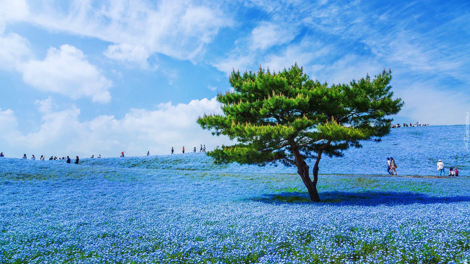 Łąka, Niebieskie, Kwiaty, Porcelanki Menziesa, Drzewo, Hitachi Seaside Park, Hitachinaka, Japonia