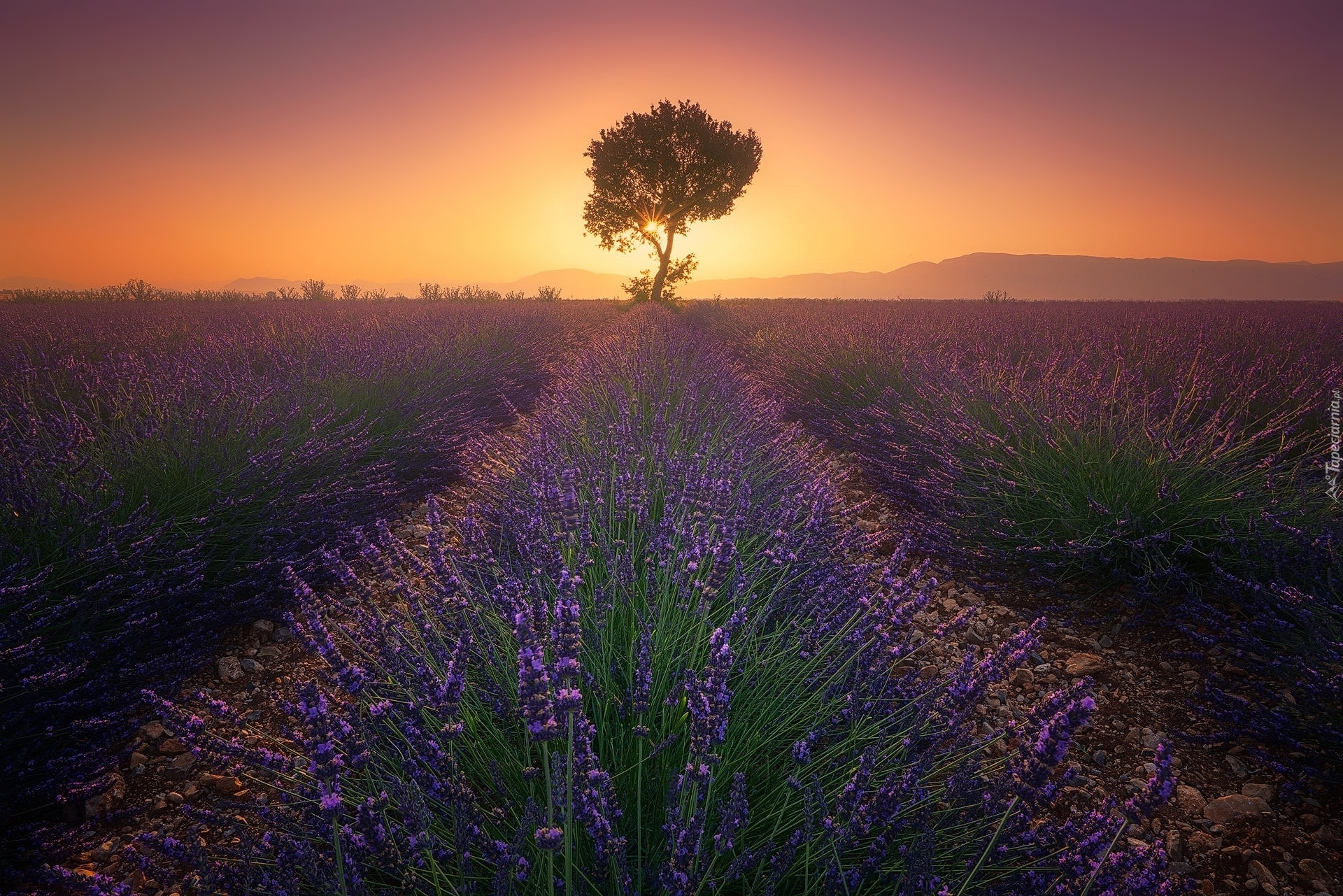 Francja, Prowansja, Valensole, Zachód słońca, Pole, Lawenda, Drzewo