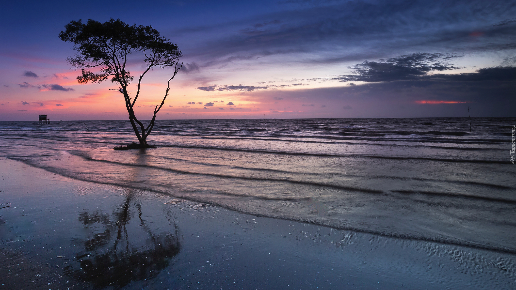 Morze, Plaża, Fale, Drzewo, Zachód słońca