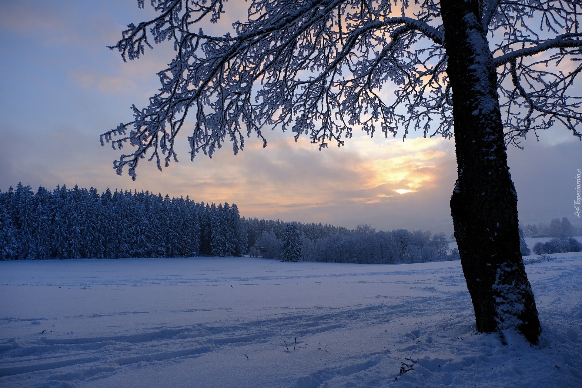 Zima, Pole, Las, Drzewo, Śnieg, Zachód słońca