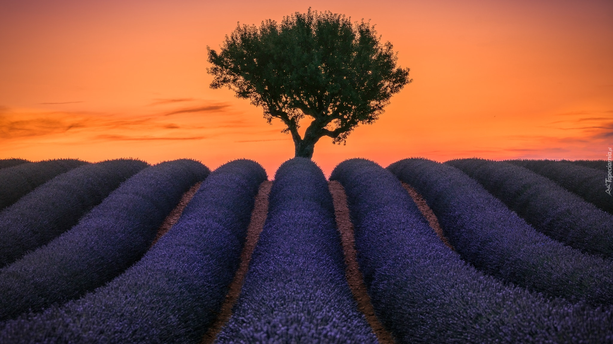 Francja, Prowansja, Valensole, Pole, Lawenda, Drzewo