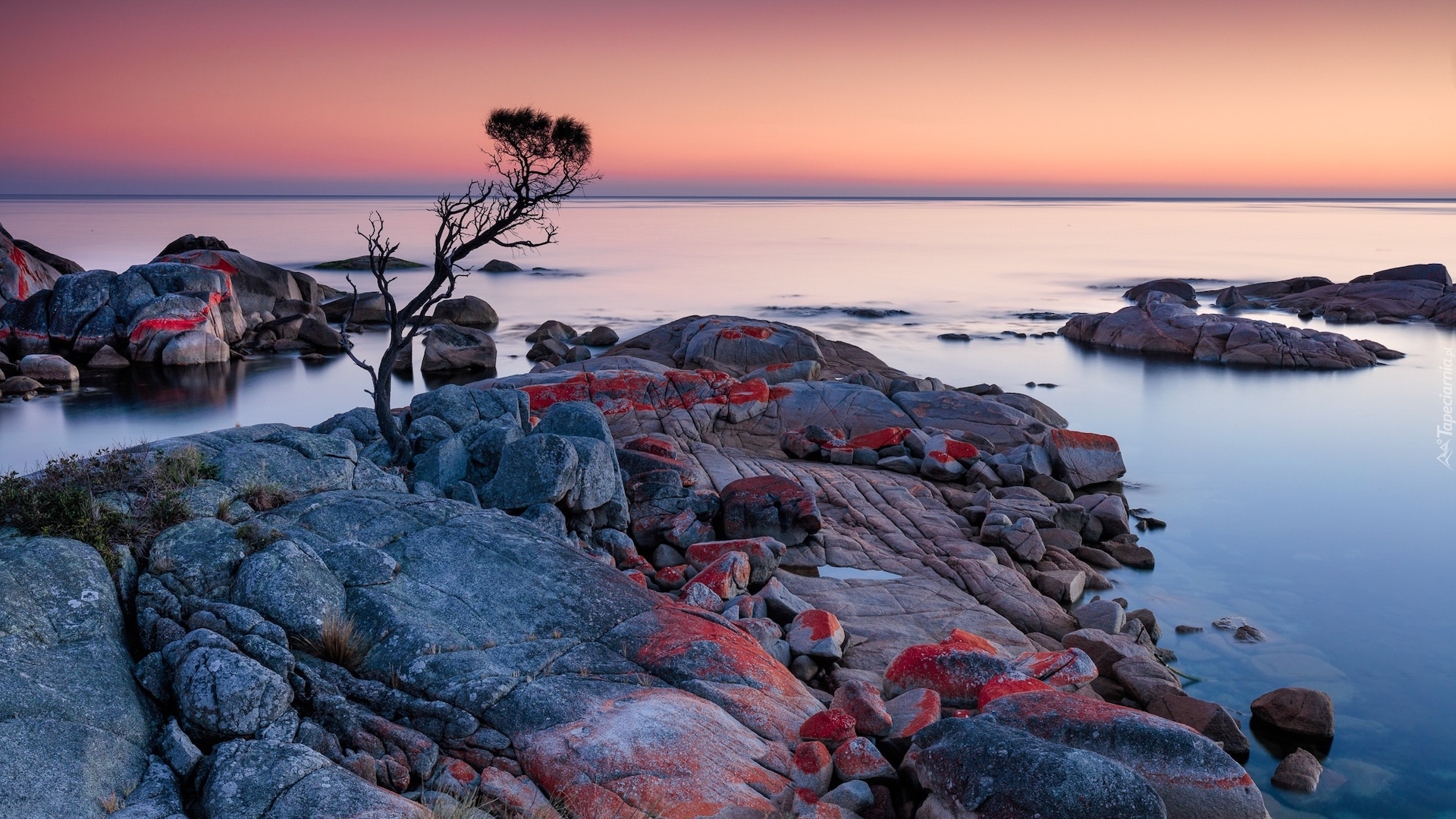 Australia, Tasmania, Binalong Bay, Morze, Skały, Głazy, Drzewo