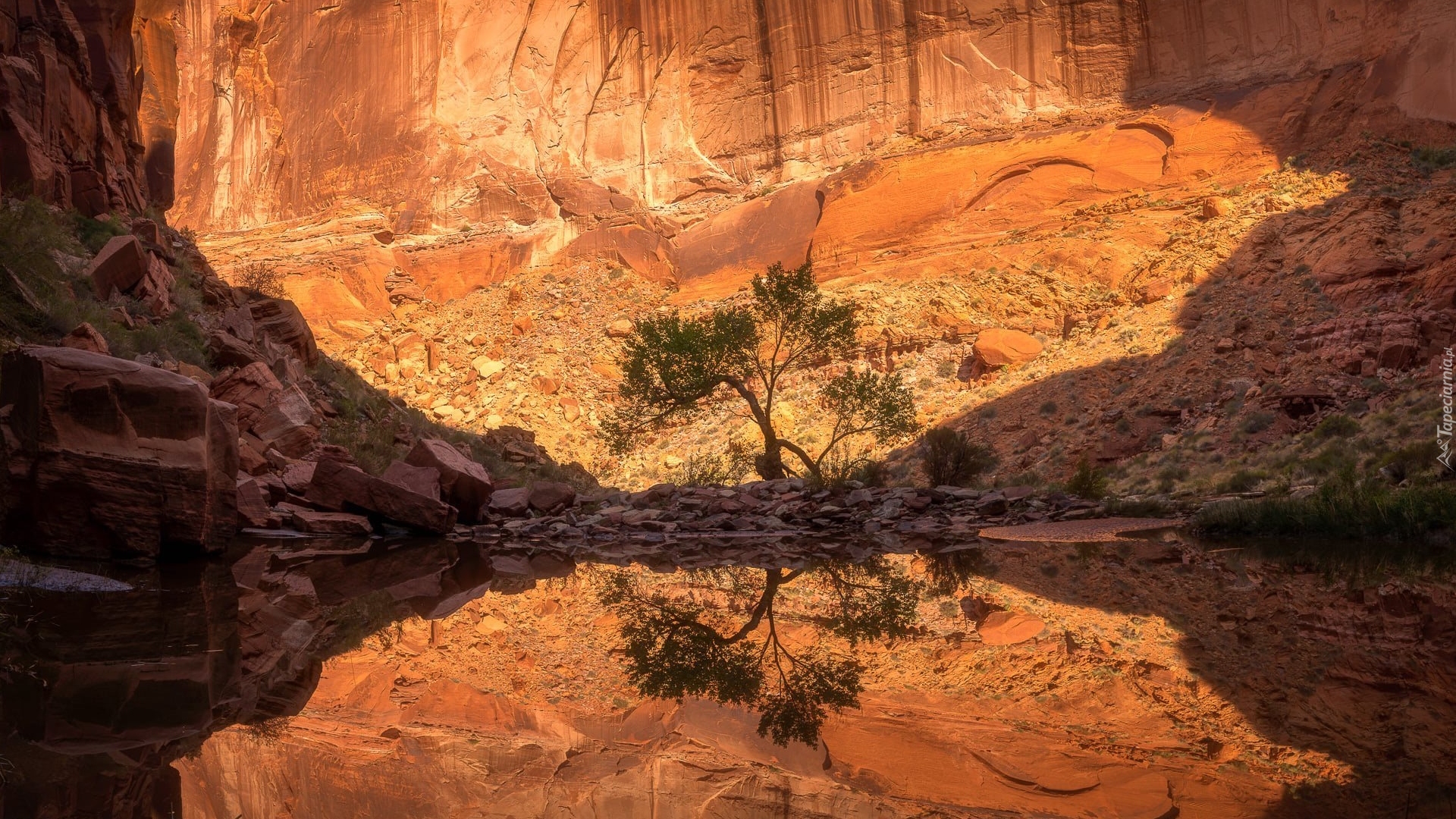 Stany Zjednoczone, Utah, Kanion, Skały, Jezioro, Powell Lake, Drzewo, Odbicie