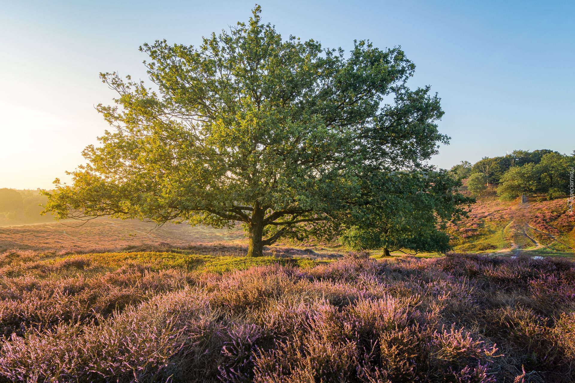 Holandia, Prowincja Geldria, Park Narodowy Veluwezoom, Wrzosowisko, Drzewo, Wschód słońca