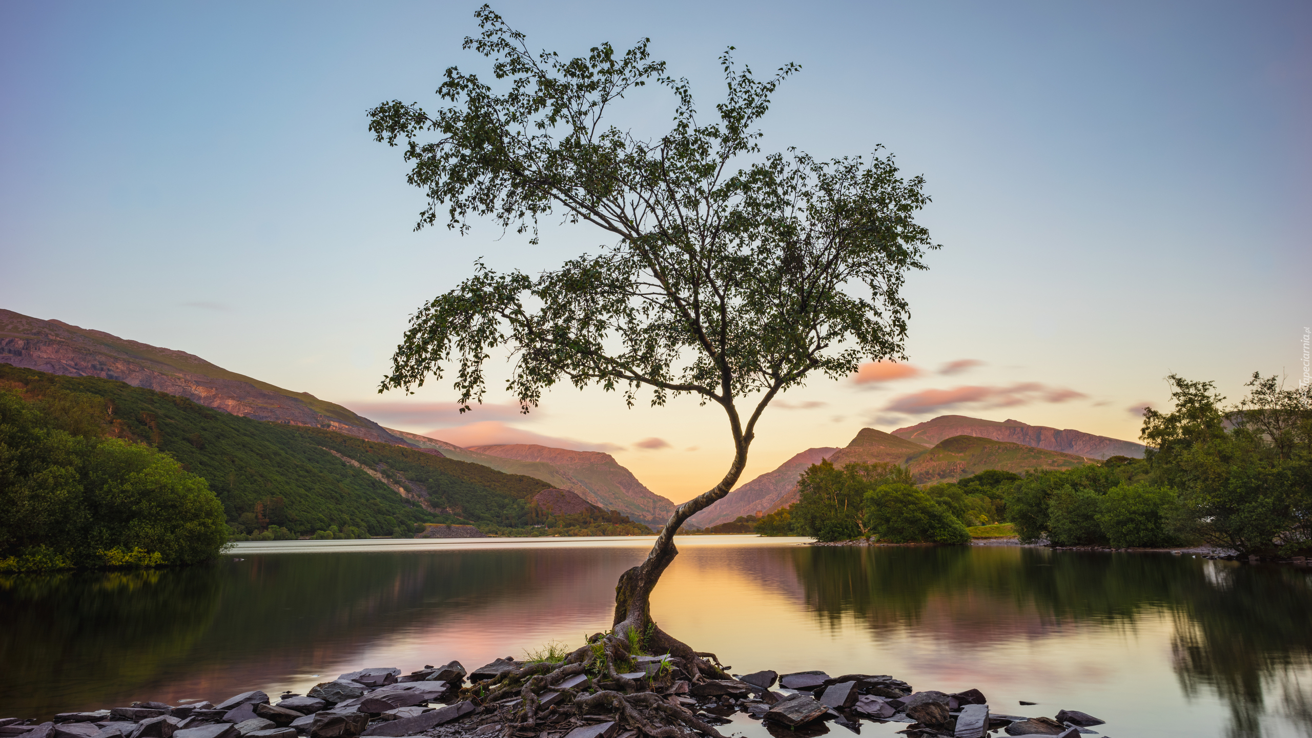 Jezioro Llyn Padarn, Drzewo, Kamienie, Góry, Park Narodowy Snowdonia, Walia, Wielka Brytania