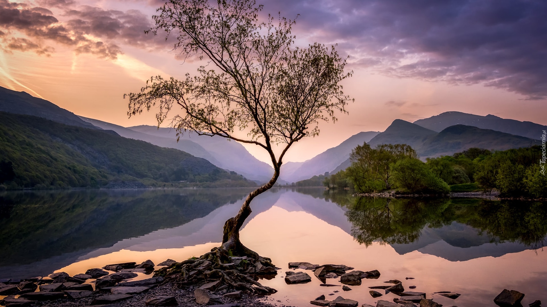 Wielka Brytania, Walia, Jezioro, Llyn Padarn, Park Narodowy Snowdonia, Góry, Drzewo, Kamienie