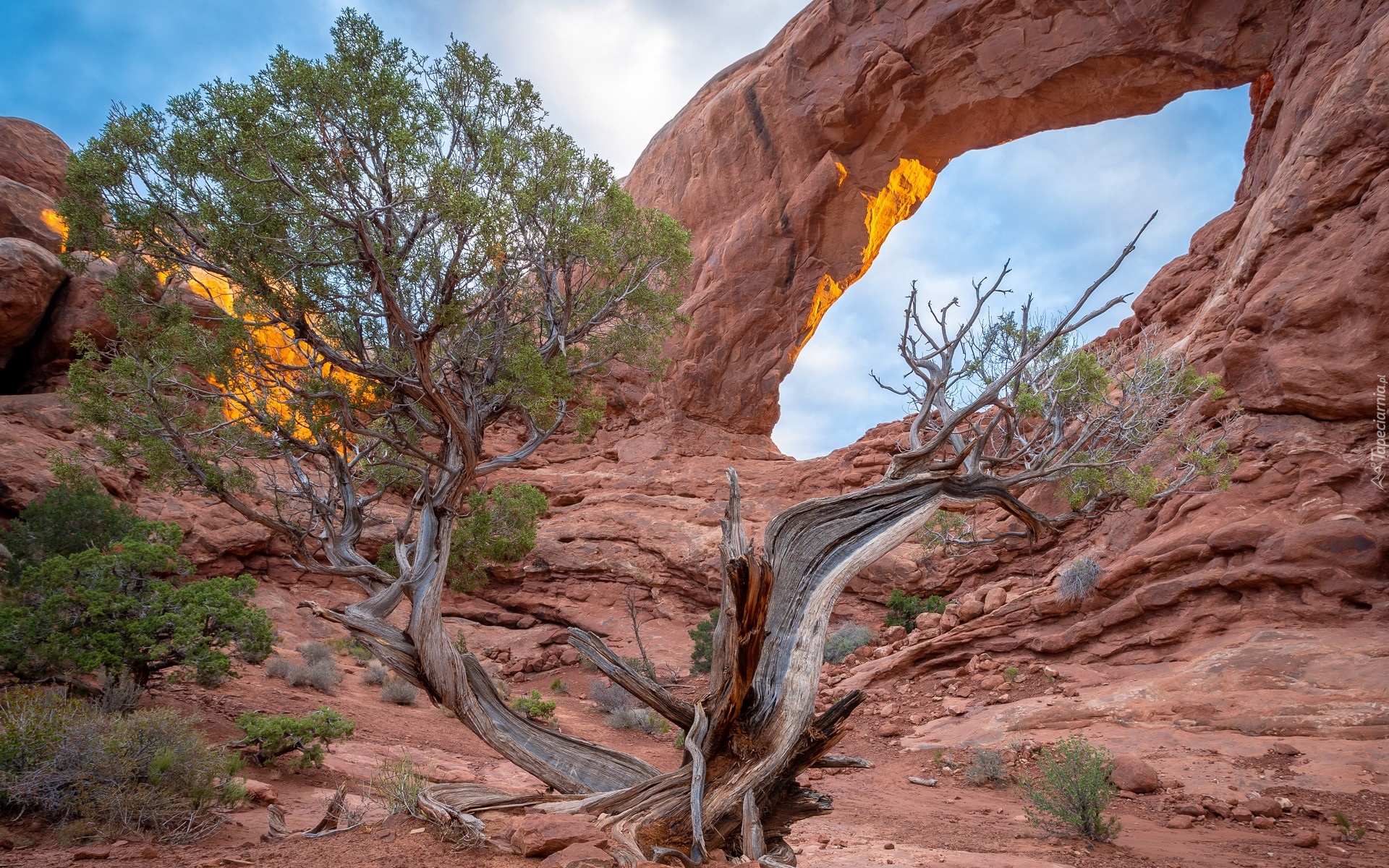 Skała, Drzewo, Park Narodowy Arches, Utah, Stany Zjednoczone