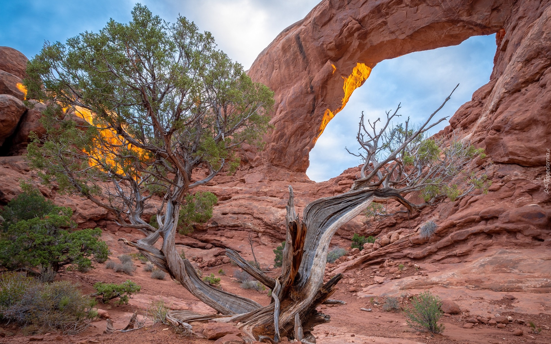 Skała, Drzewo, Park Narodowy Arches, Utah, Stany Zjednoczone